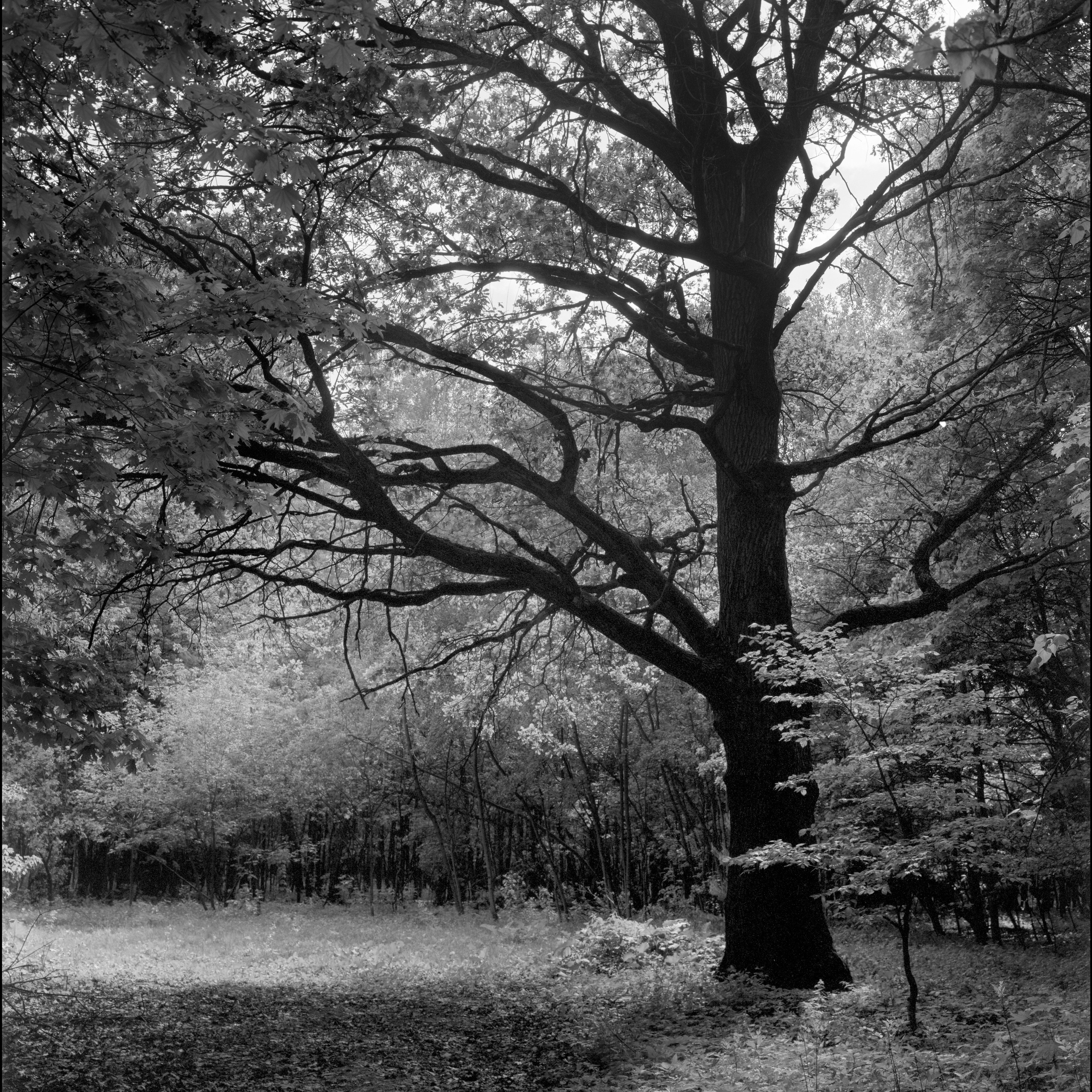 Landscape. Sergey Kondriuk art-photographer | artist