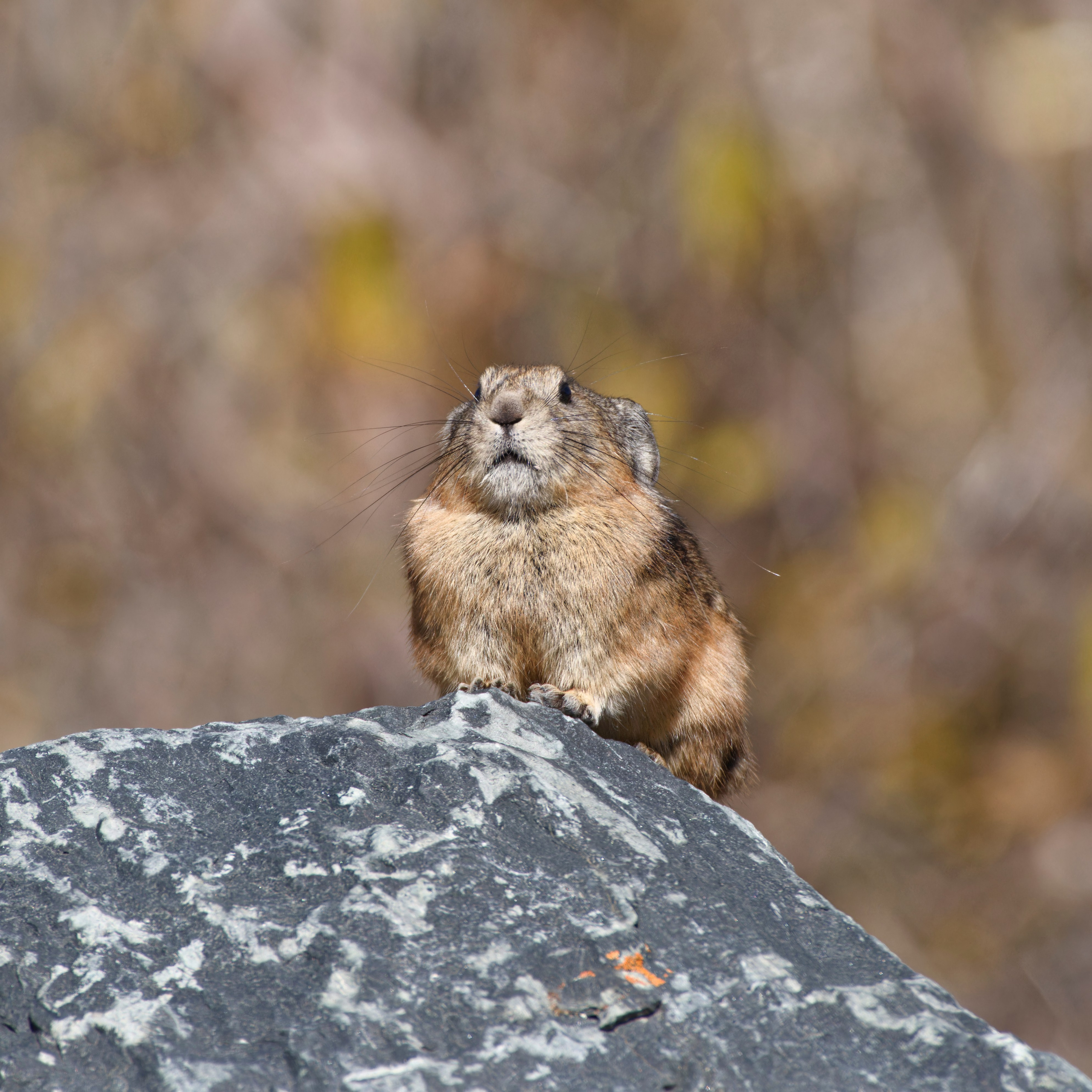 Путешествие по южному Алтаю. Семоха Валерий. Фотограф