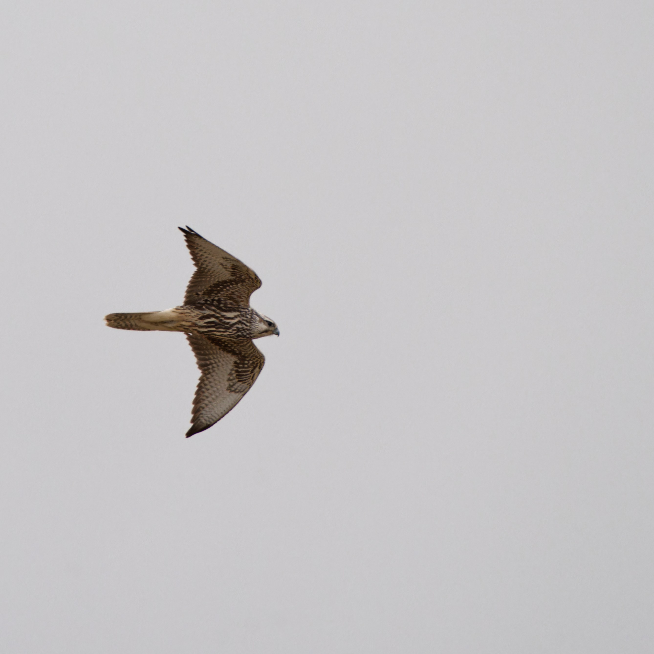 Путешествие по южному Алтаю. Семоха Валерий. Фотограф