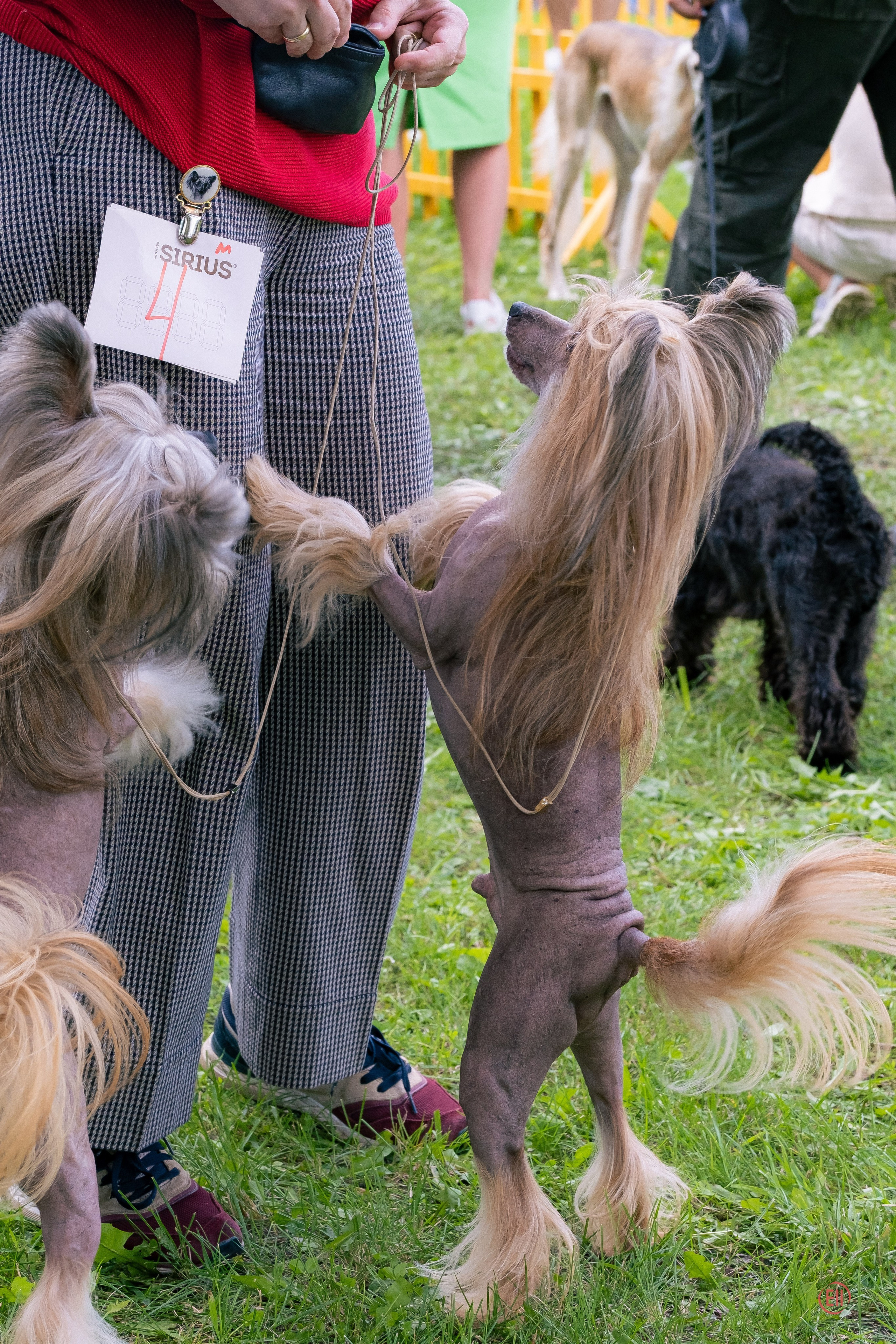 Poale Ell Cooper. Poale Ell Chinese Crested Dog Kennel: Buy a puppy from the kennel