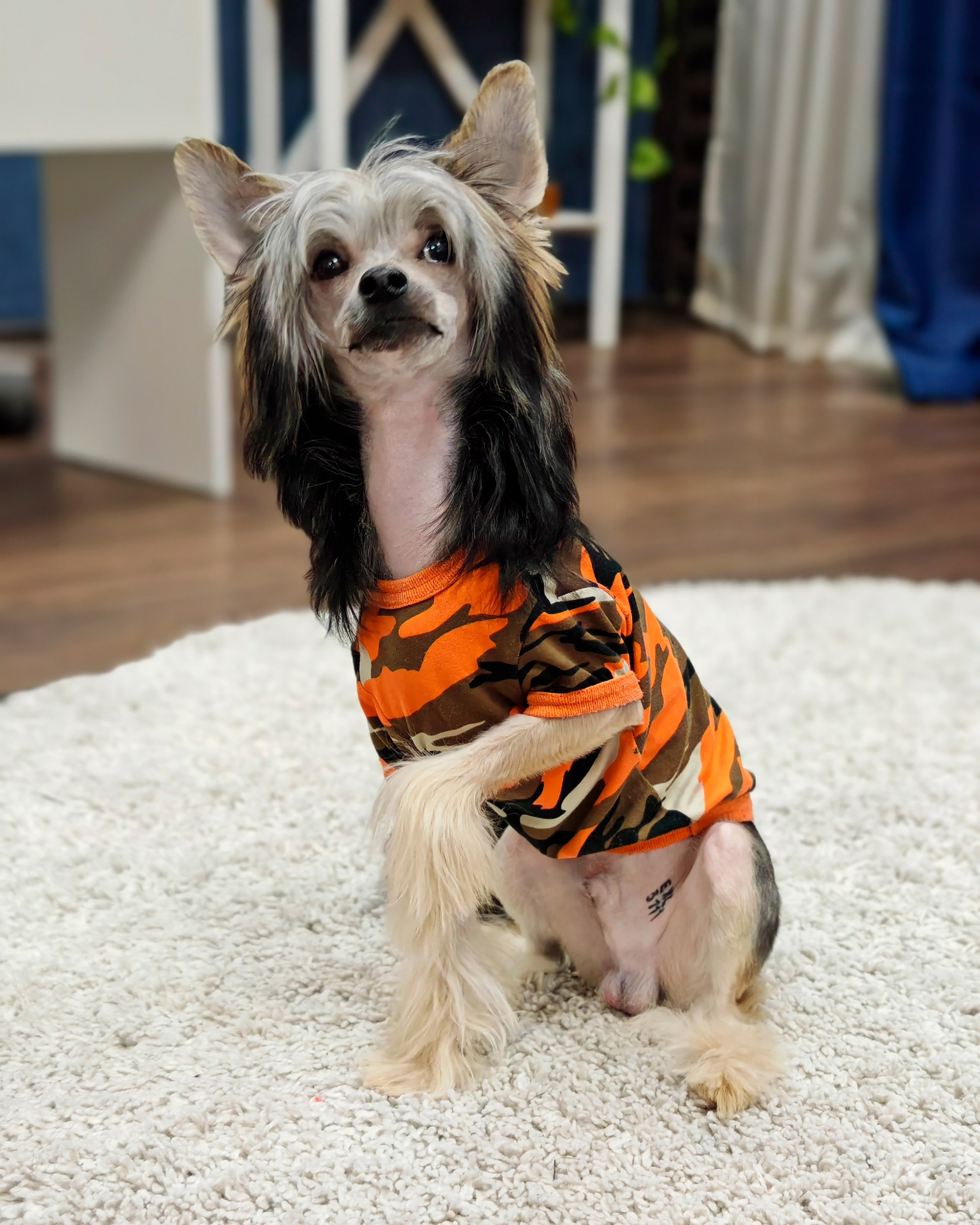 Фотосессия. Привет от Франклина!. Питомник китайских хохлатых собак Poale Ell: купить щенка