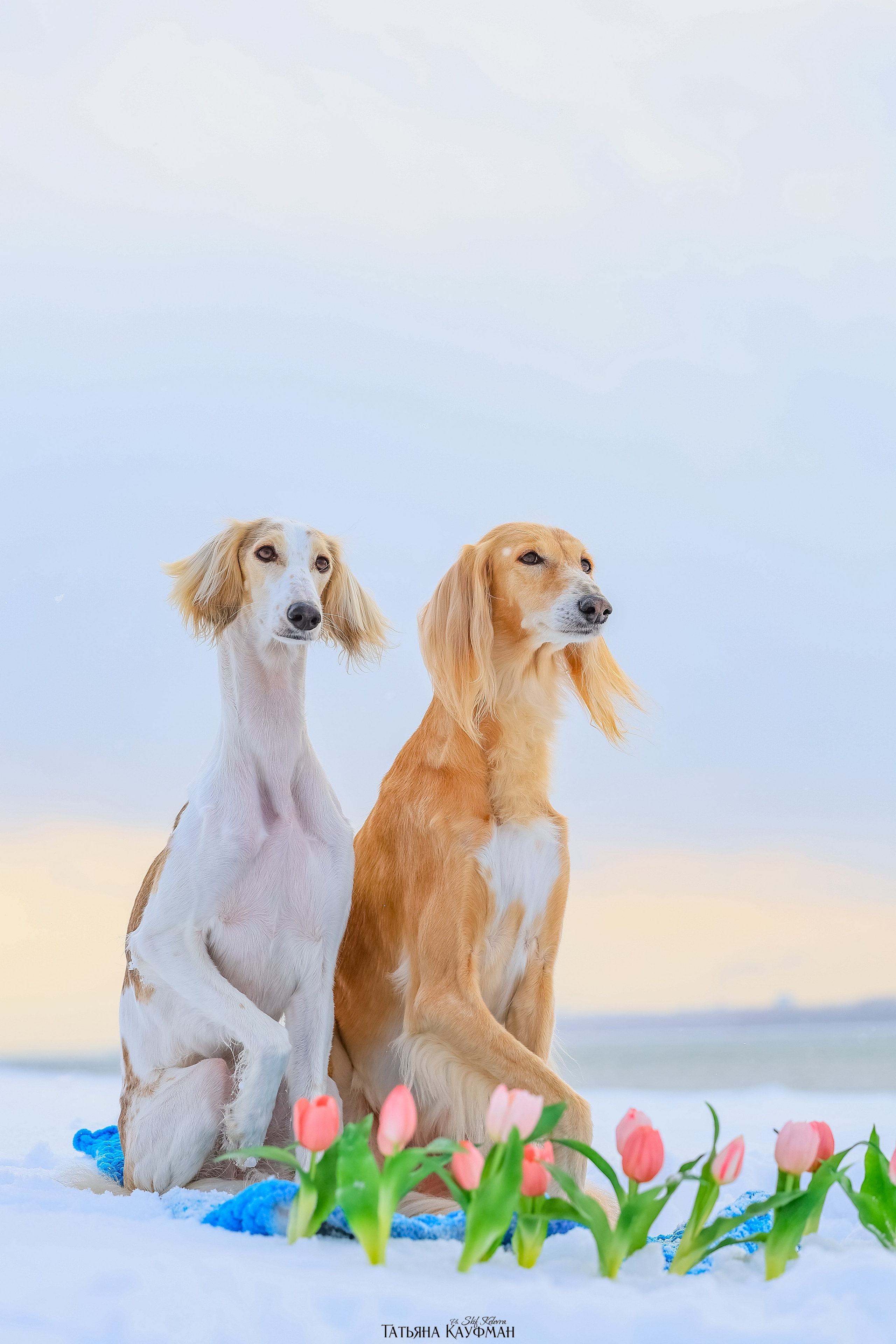 Салюки Флай и Лира. Фотограф Анималист из Новосибирска Татьяна Кауфман