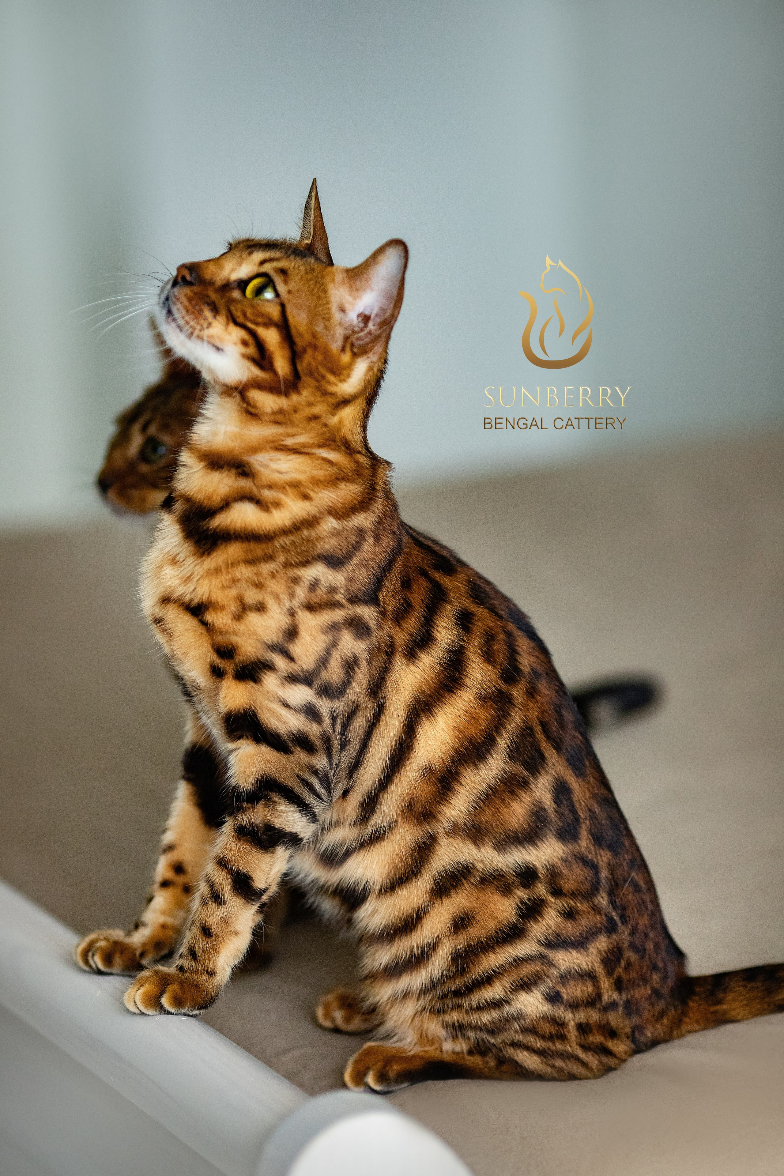 Питомник бенгальских кошек Минск | WCF Sunberry Bengal Cattery. Арт фотограф в Минске Анастасия Корбут