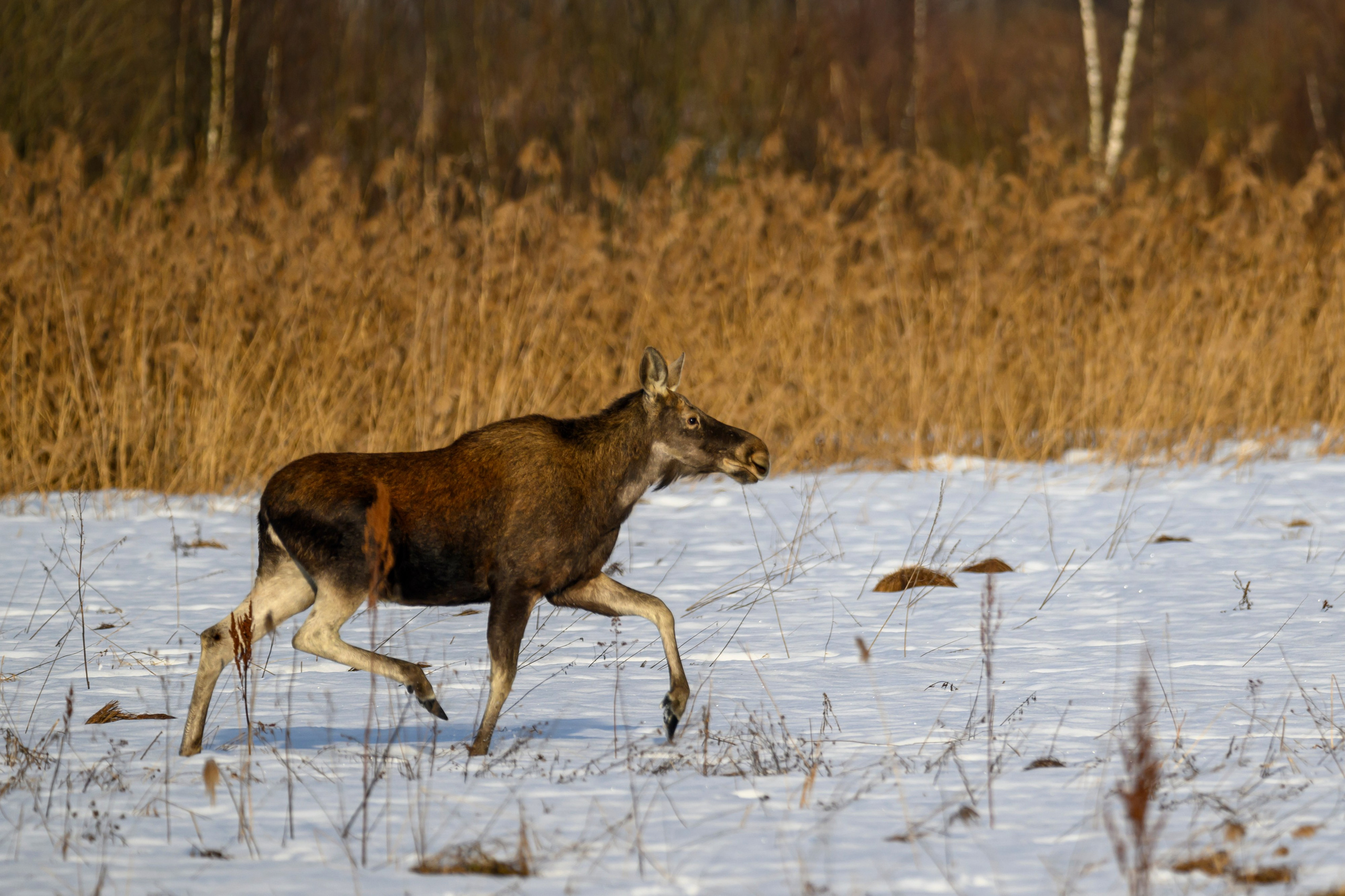 Лоси и куропатки. Фотограф Сергей Пупонин