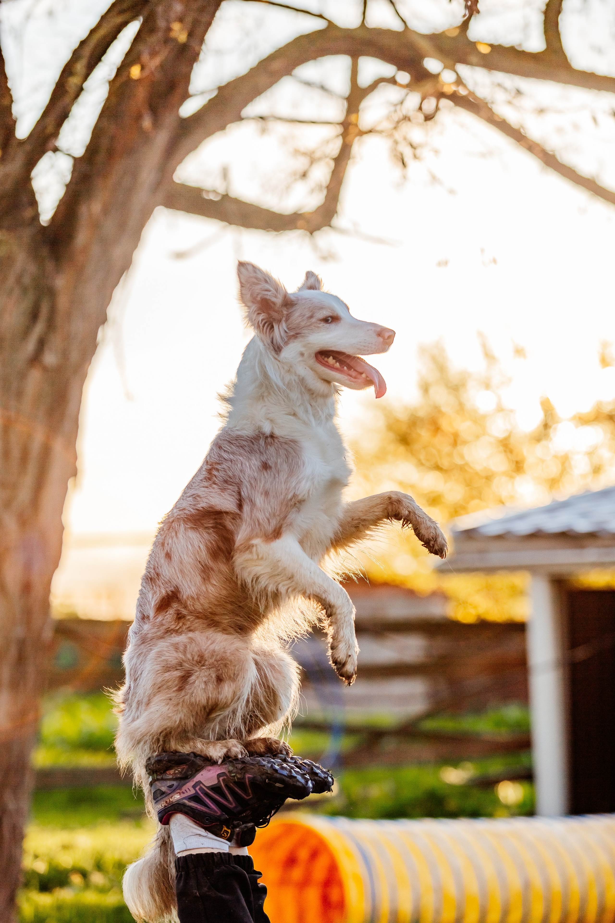 Портфолио animal. Фотограф — анималист Маргарита Хелбен Краснодар