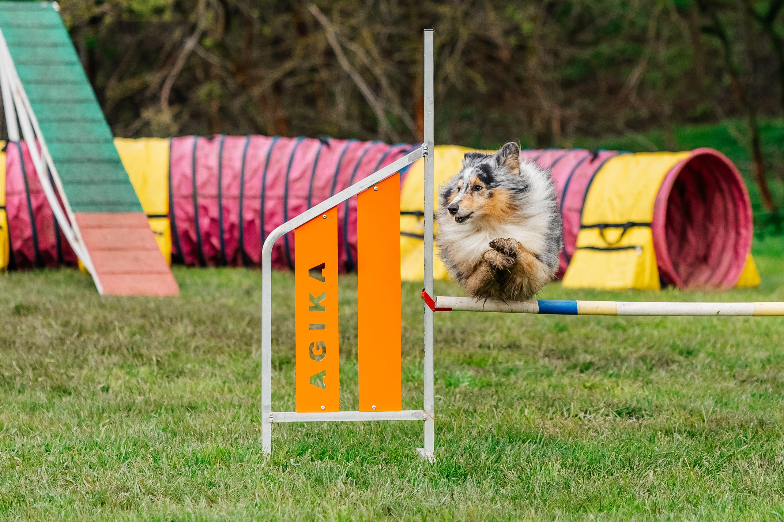 Портфолио animal. Фотограф — анималист Маргарита Хелбен Краснодар