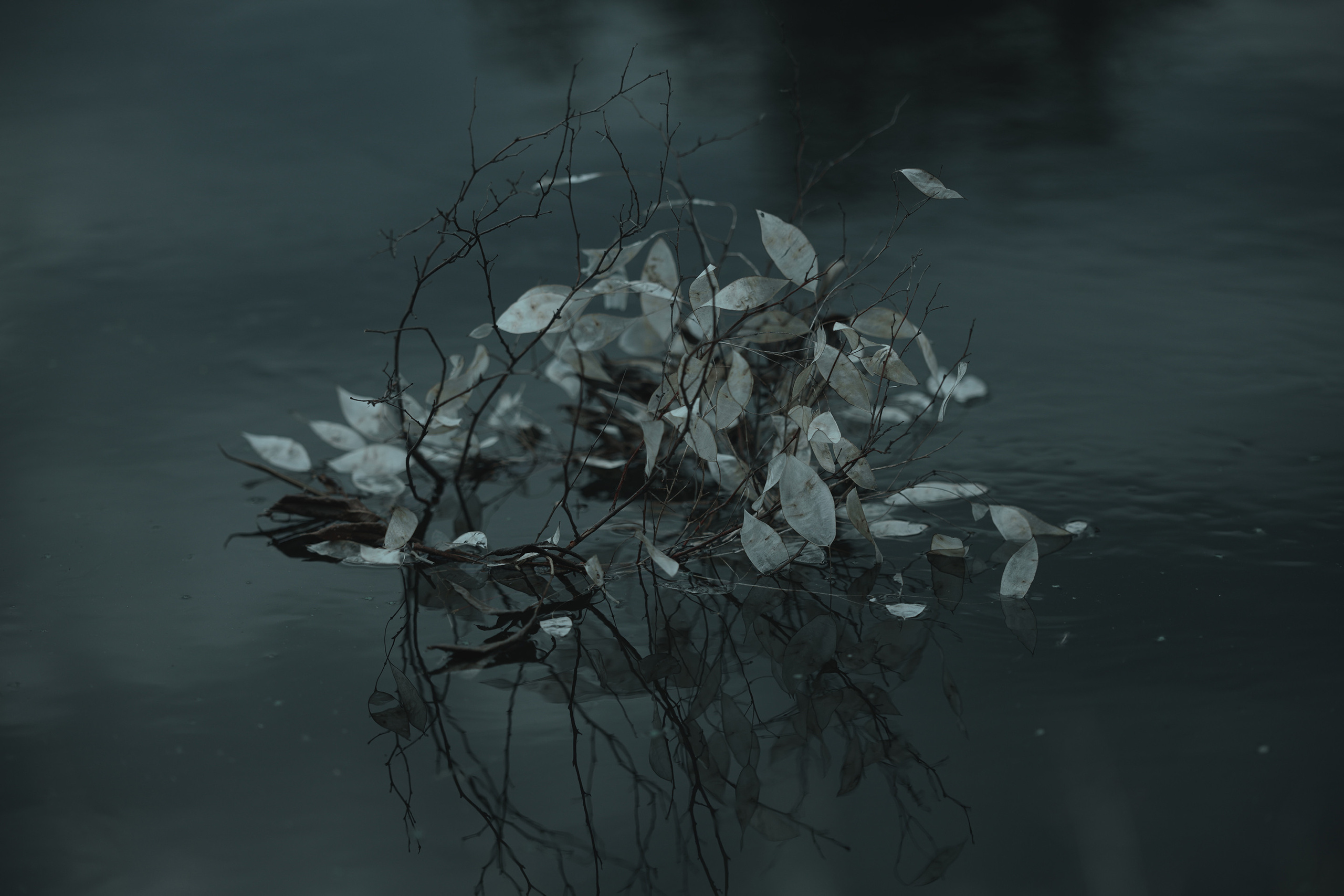 MAVKA. Арт-фотограф. Coffelisk