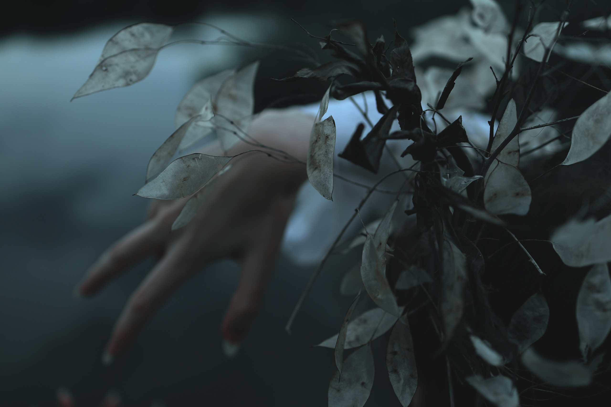 MAVKA. Арт-фотограф. Coffelisk