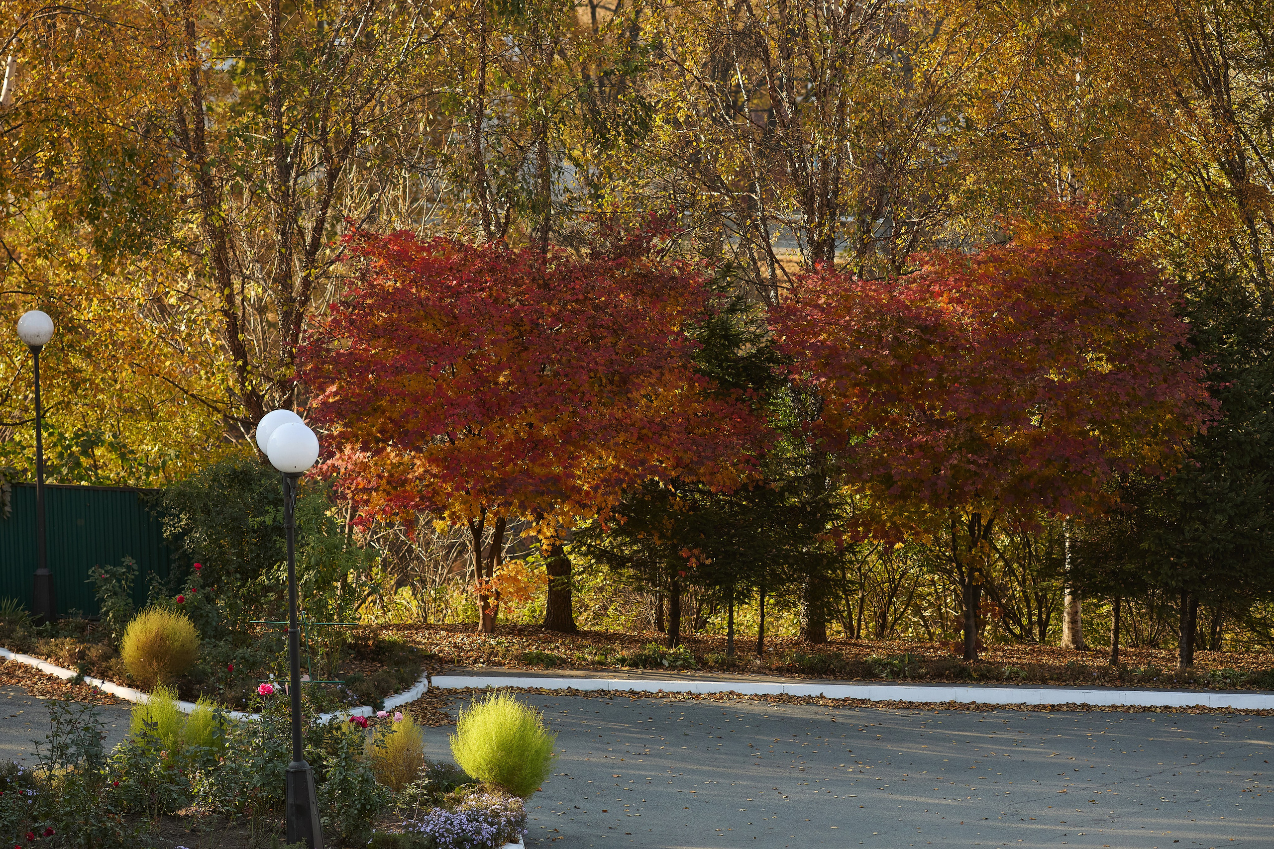 Красивая осенняя локация с клёнами в Находке