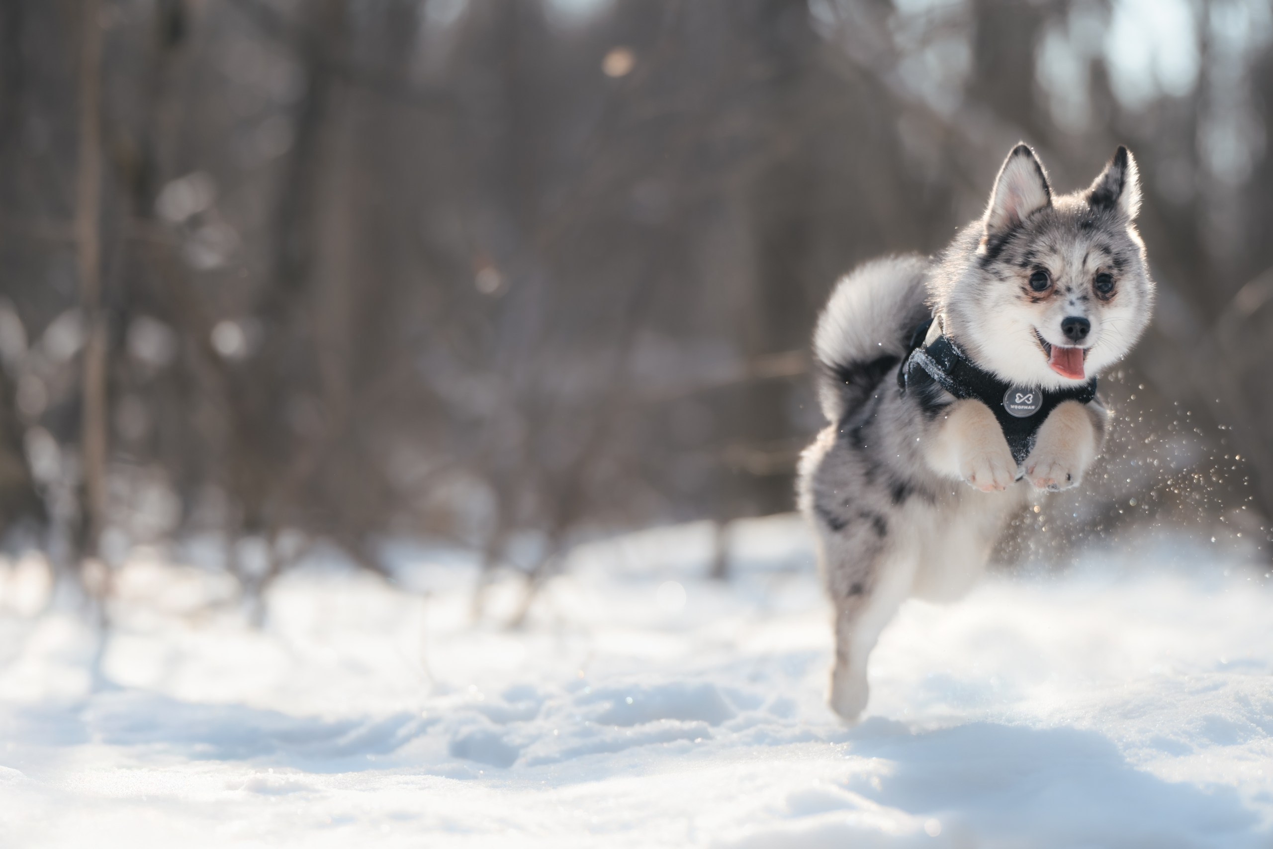 Фотограф Анималист в Москве Анастасия Жучкова