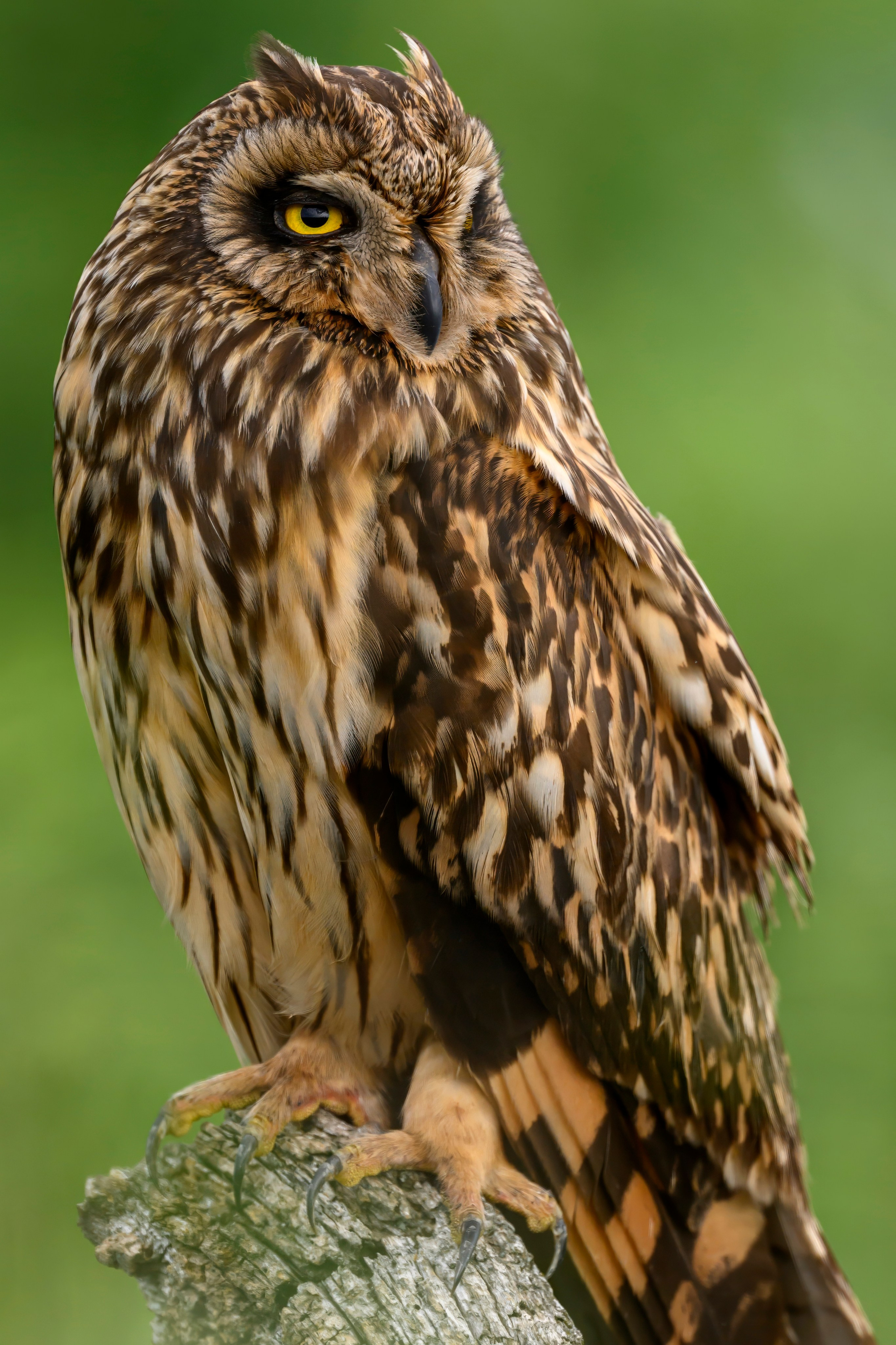 Цапли и совы. Herons and Owls. Wildlife photography by Sergey Puponin