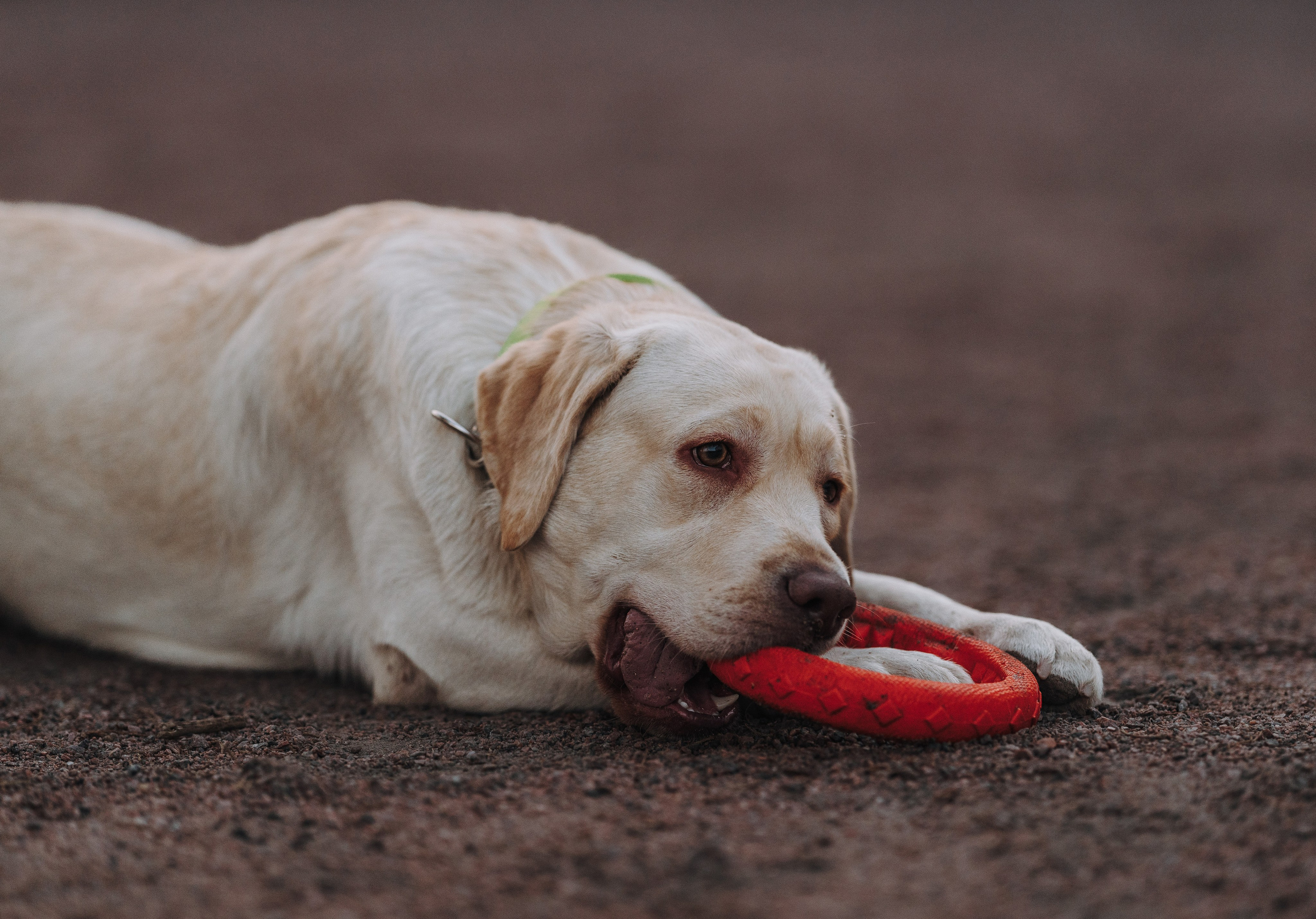 Цены за фотосессию с собакой. Фотограф анималист в Спб недорого Олеся Майорова