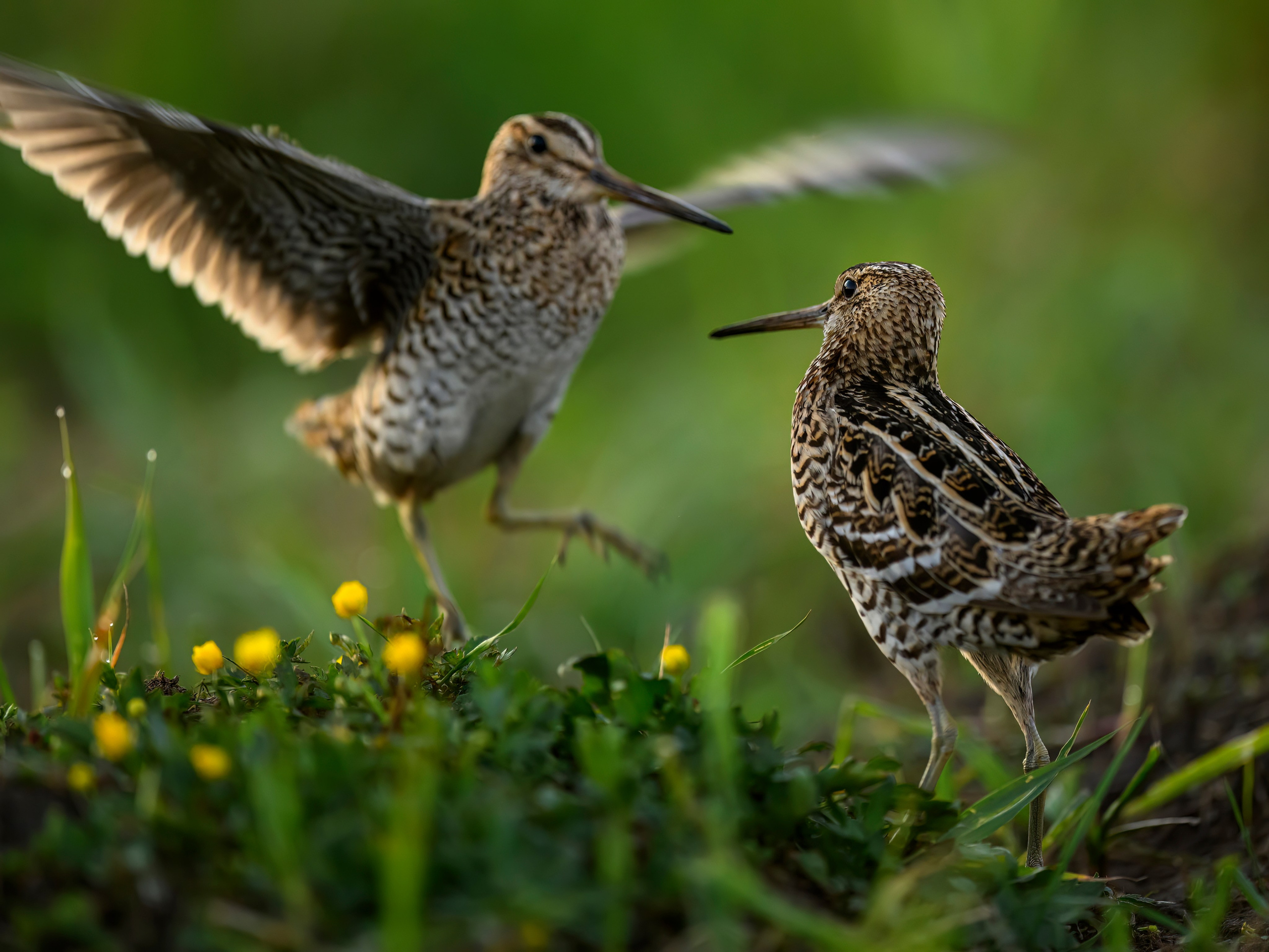 Дупелиный ток: настоящие гусары!. Фотограф Сергей Пупонин