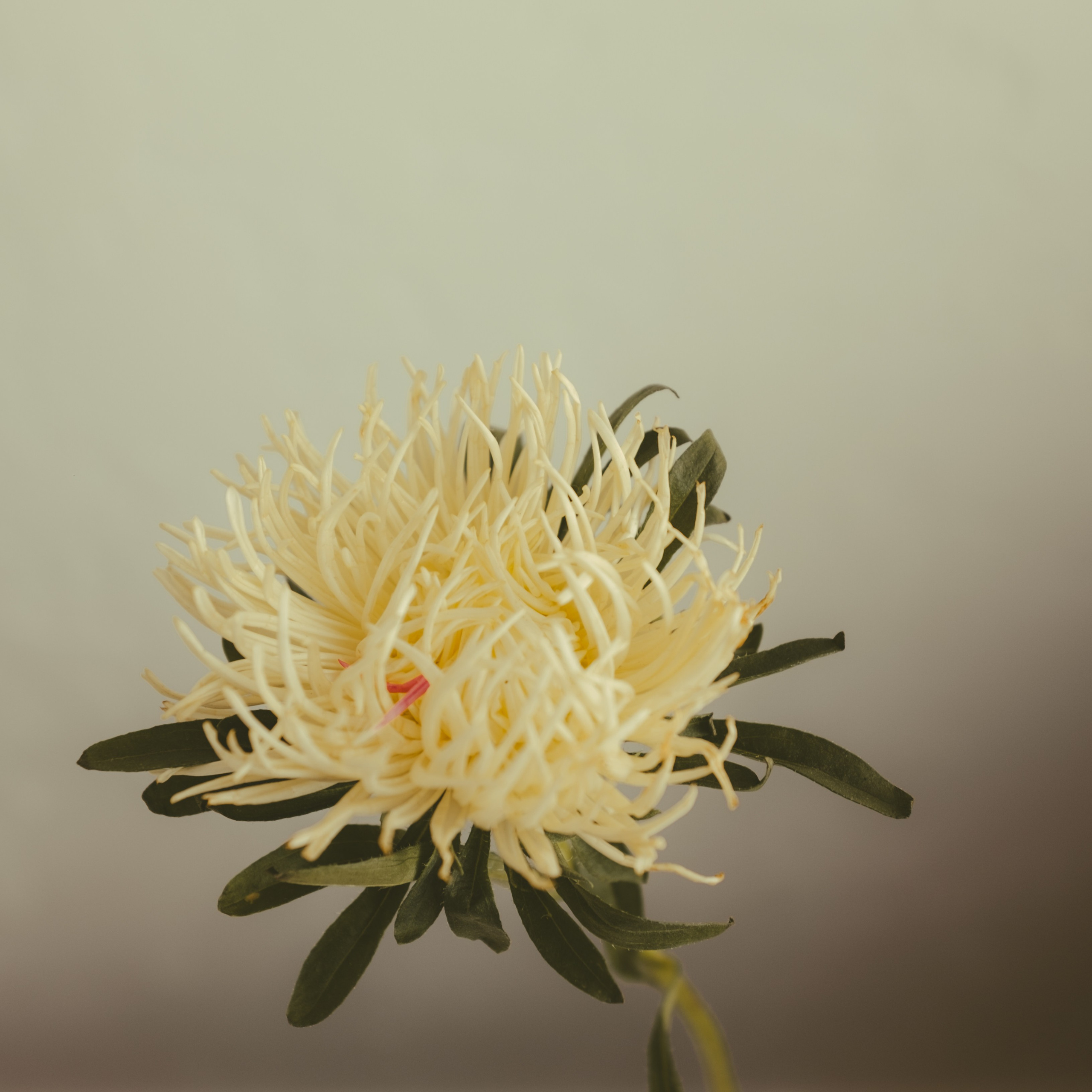 Фотограф в Москве — Анна Киселёва | портреты и тёплые истории