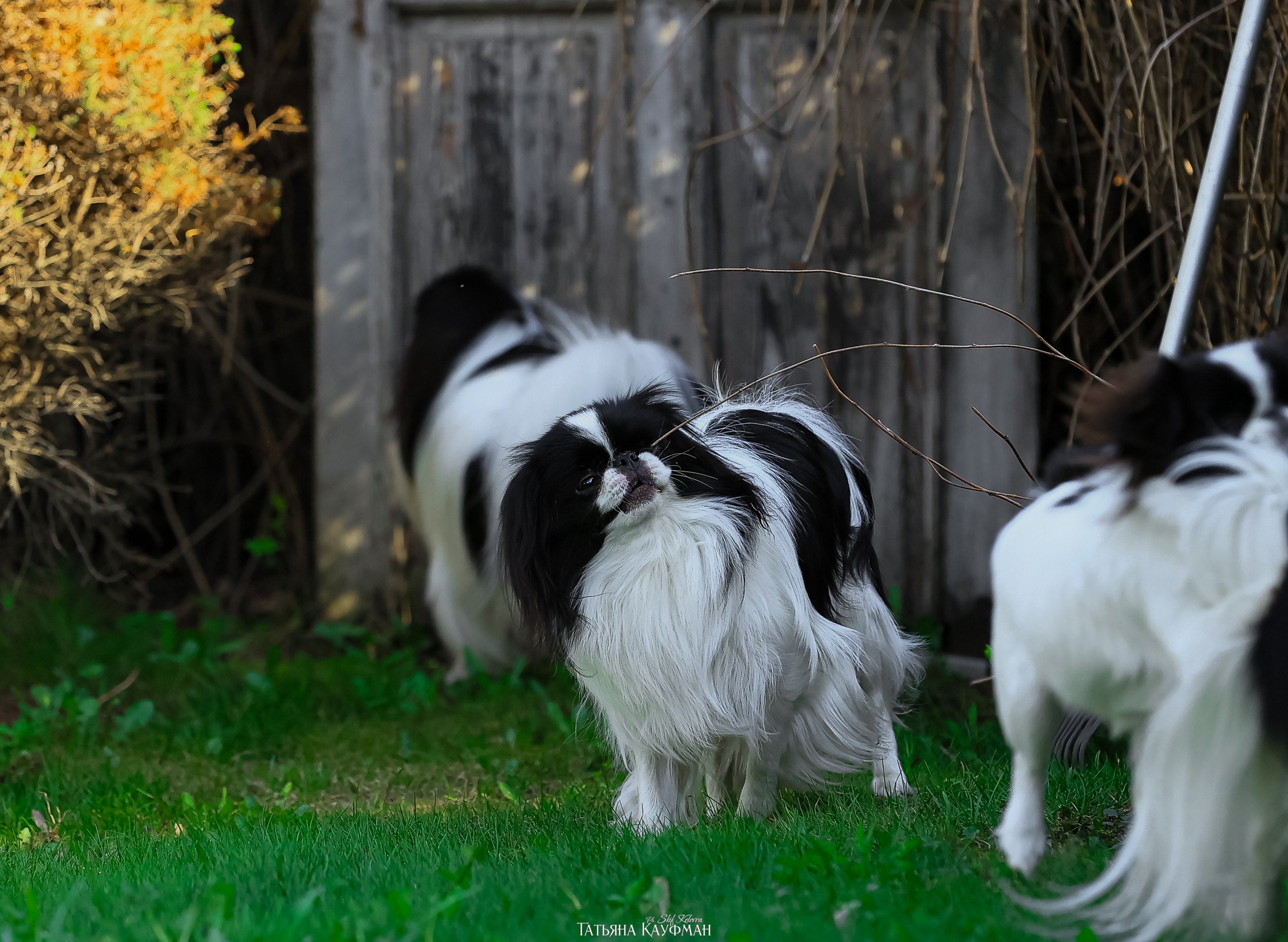 Японский хин, фотография японский хин, собака в цветах, красивая собака, фотограф анималист, фотокурс Анималистика, научиться фотографировать собак, фотограф Новосибирск