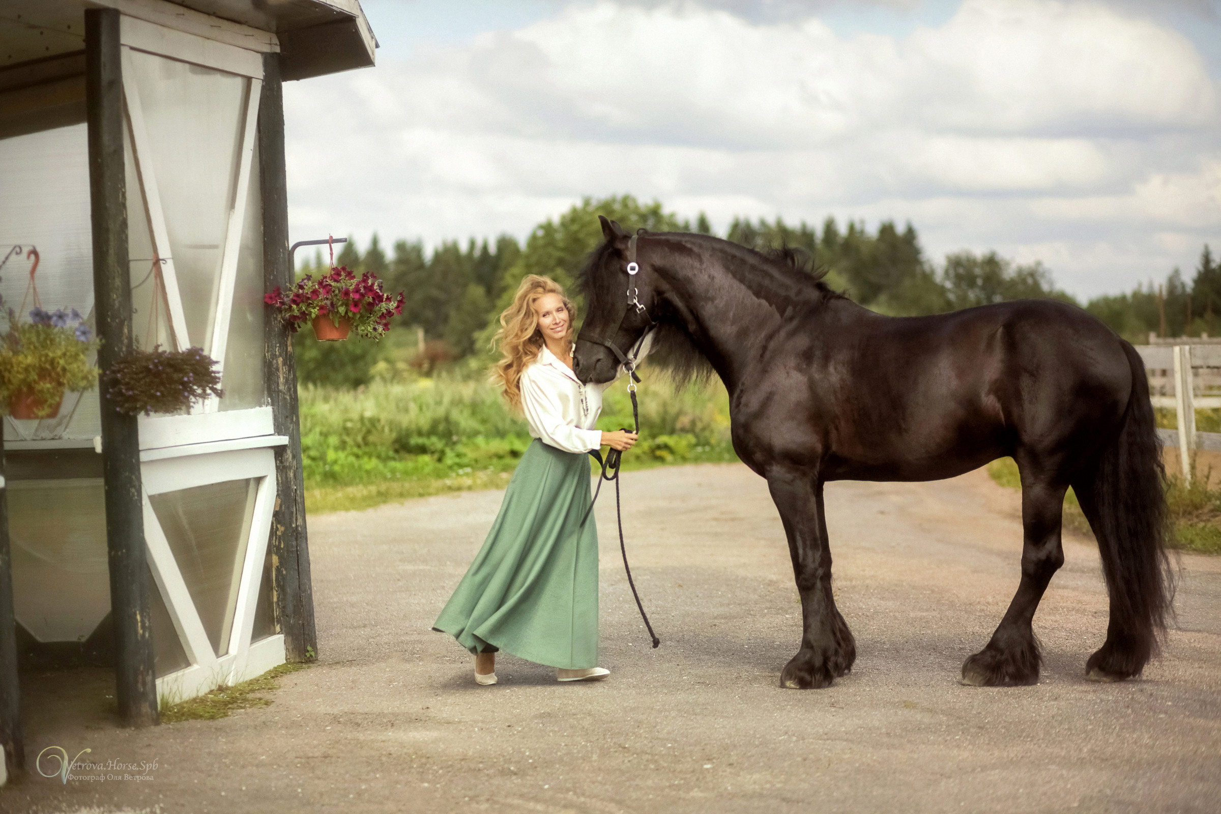 Фризский конь в поле СПб. Фотограф женский и мужской портрет Санкт-Петербург