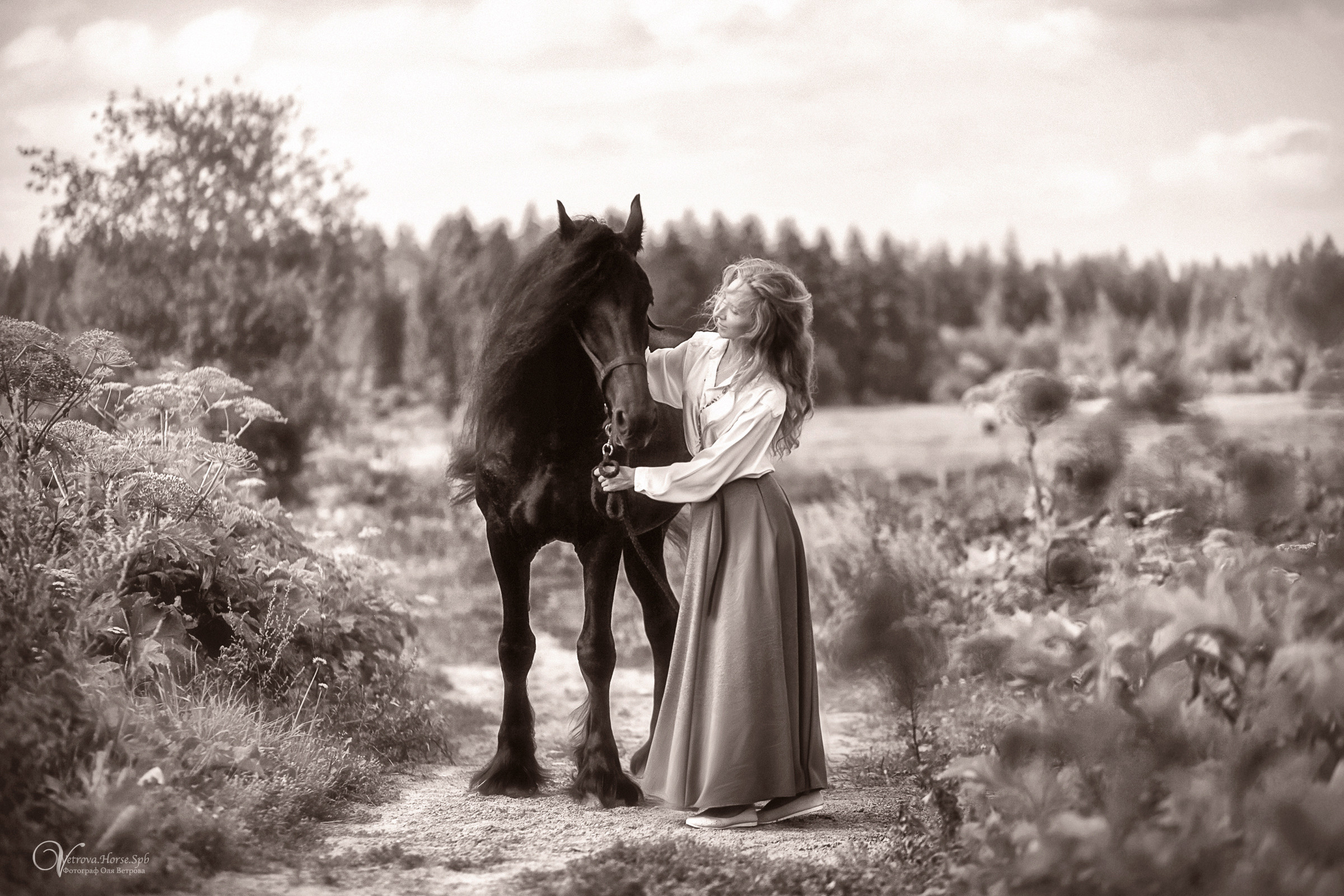 Фризский конь в поле СПб. Фотограф женский и мужской портрет Санкт-Петербург