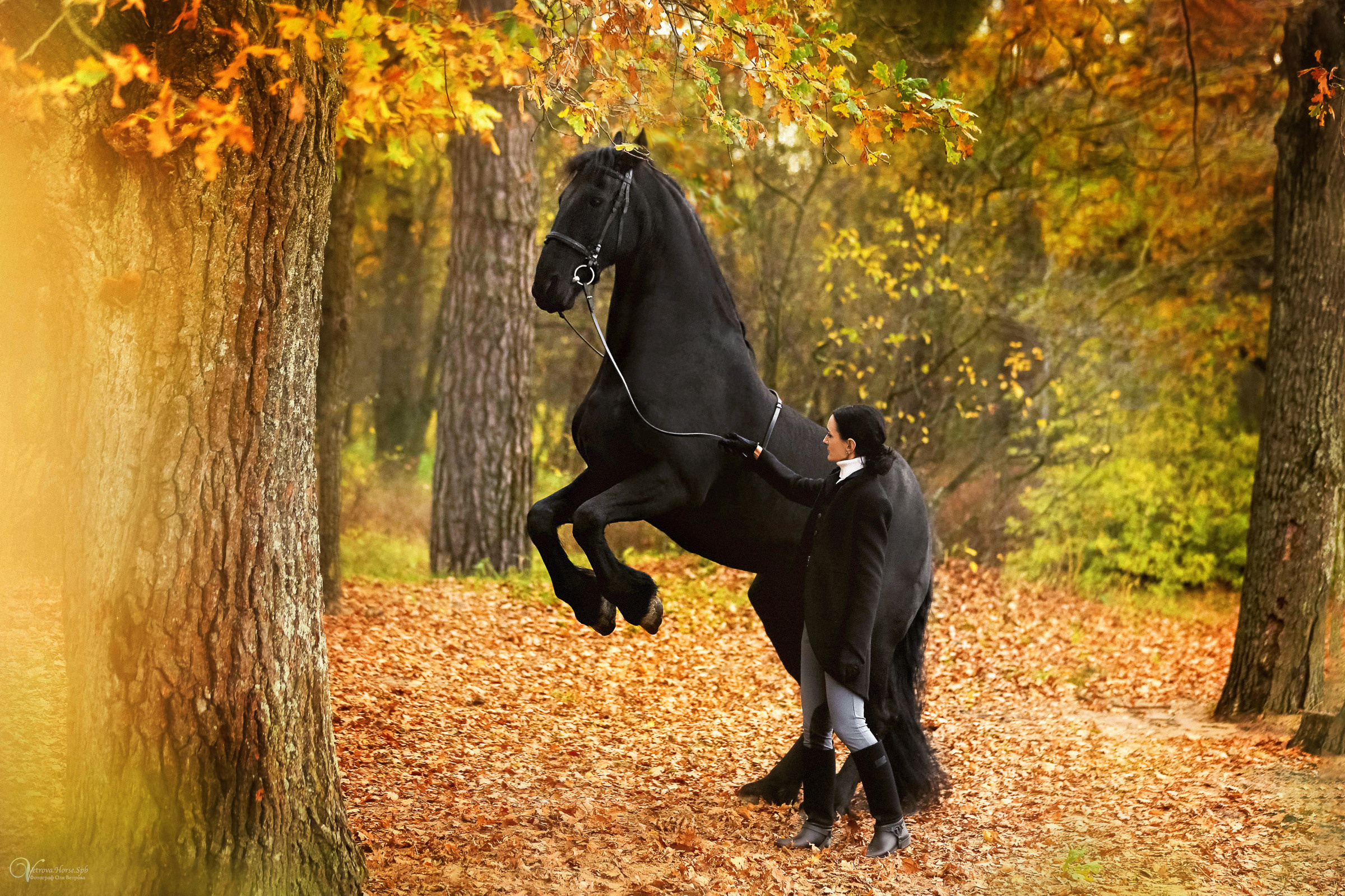 Осенняя фотосессия с лошадьми в СПб. Фотограф женский и мужской портрет Санкт-Петербург