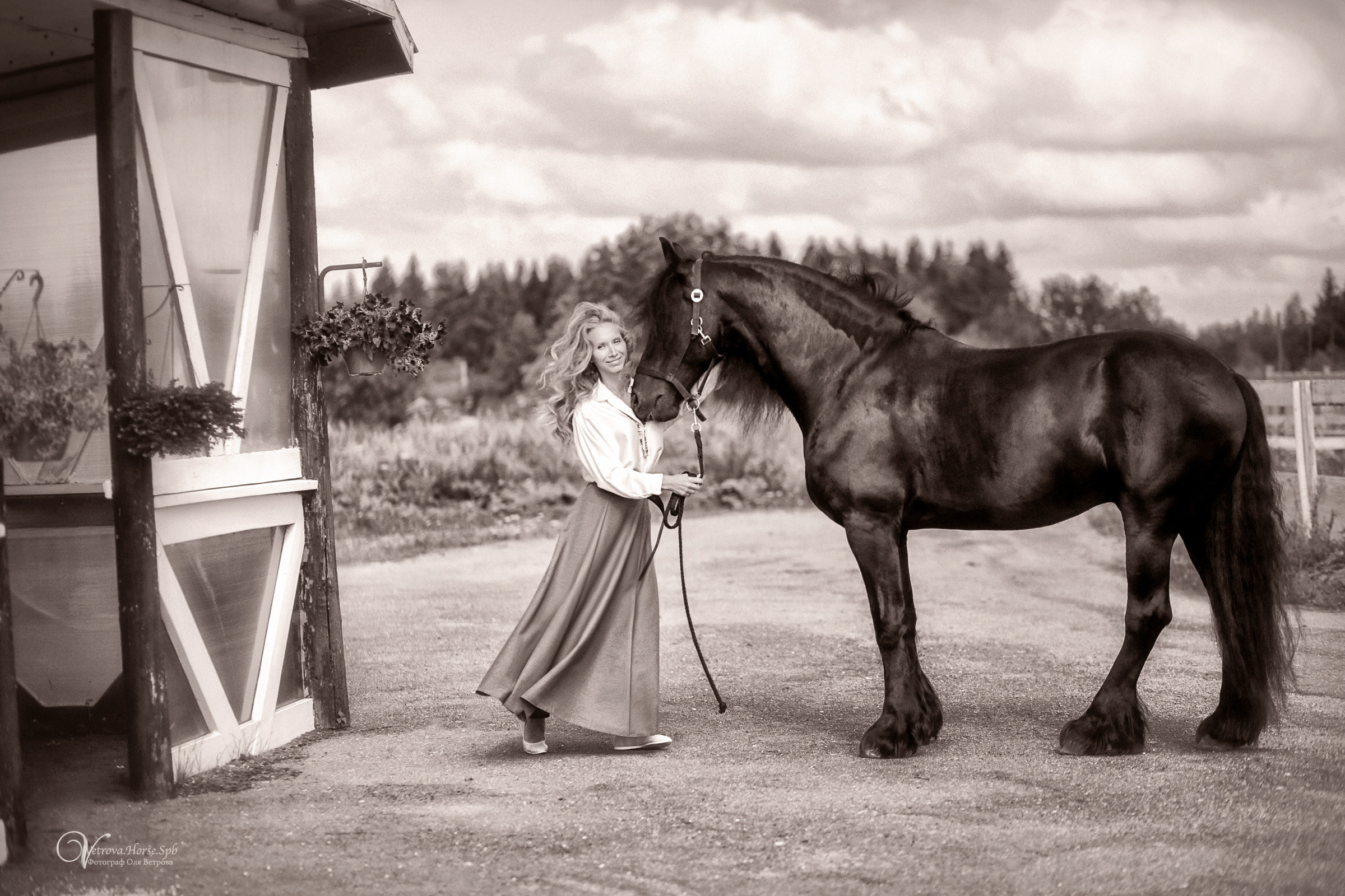 Фризский конь в поле СПб. Фотограф женский и мужской портрет Санкт-Петербург