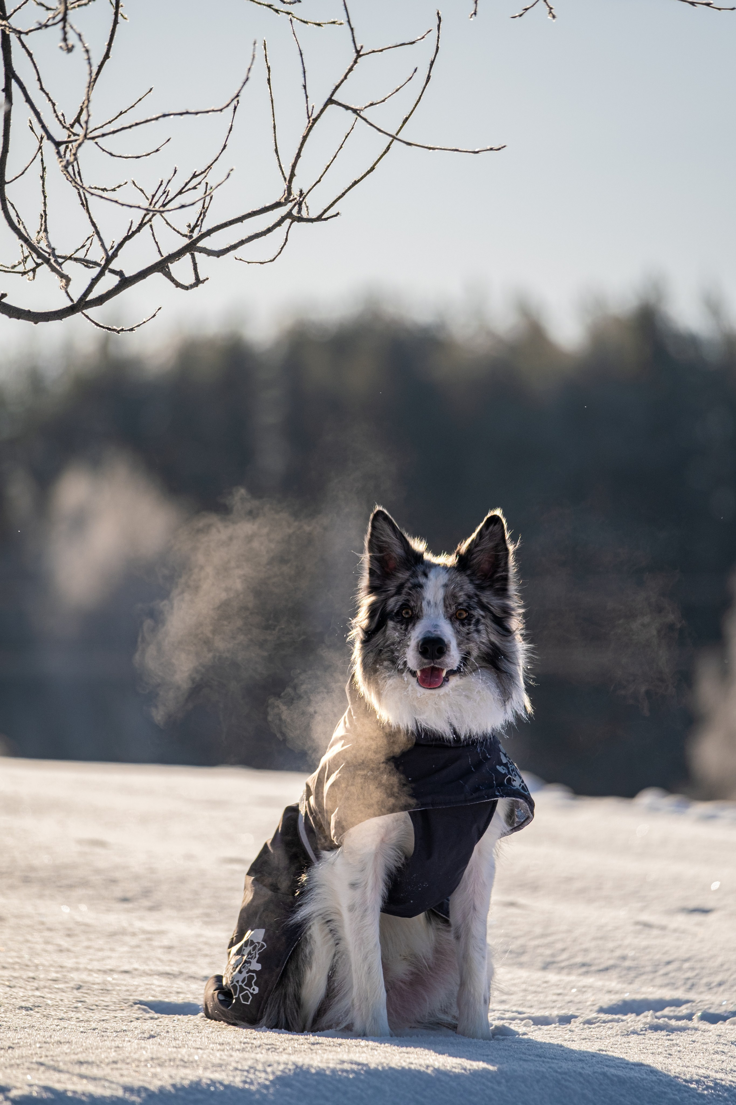 Онлайн-курс по съемке собак. Фотограф Анастасия Ветковская, Москва