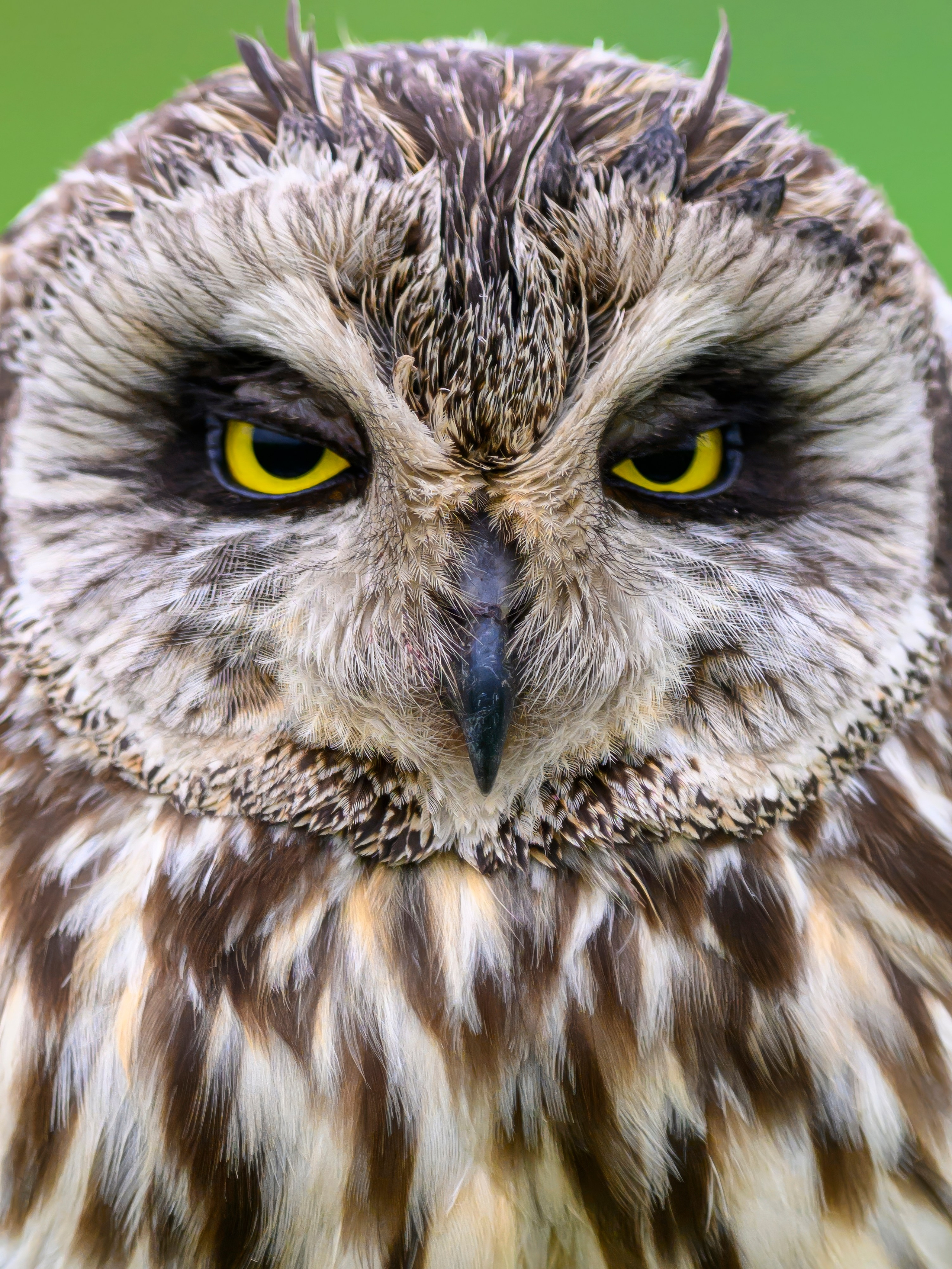 Эмоции совы. The emotions of the Owl. Wildlife photography by Sergey Puponin