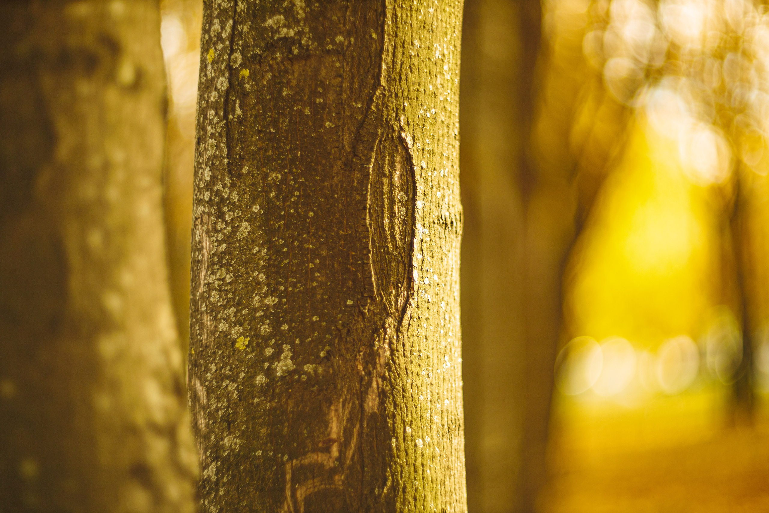 Серия «Цвет переосмыслений». Фотограф в Москве Татьяна Макотра