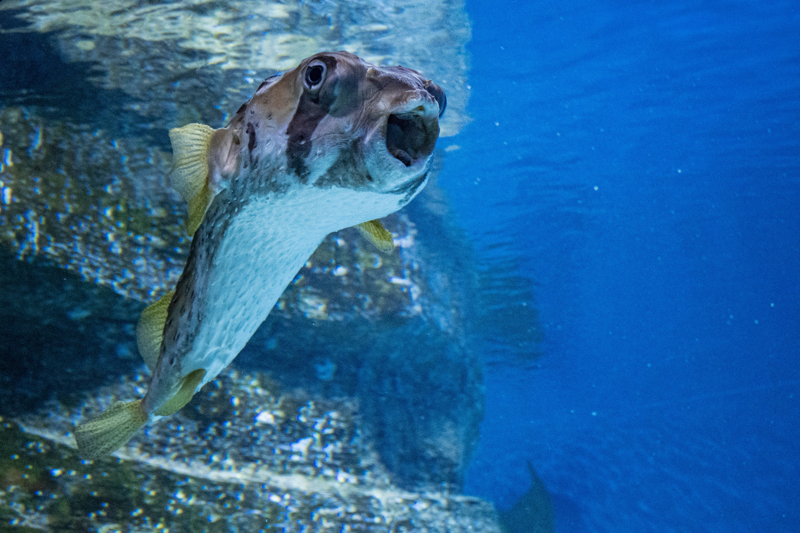 Москвариум. Фотограф Роман Адлер