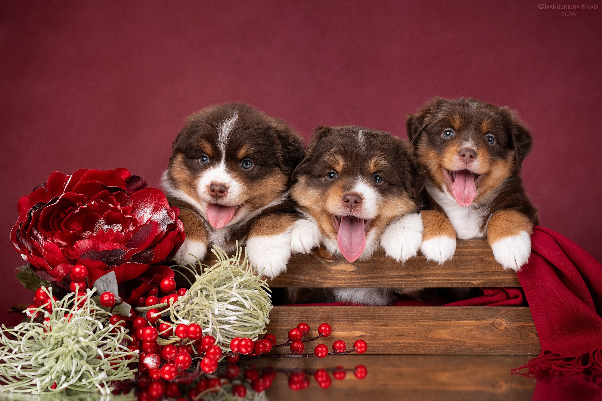 Фотосессия щенков на фонах. Фотограф собак в Москве и Московской области Иванушкина Мария