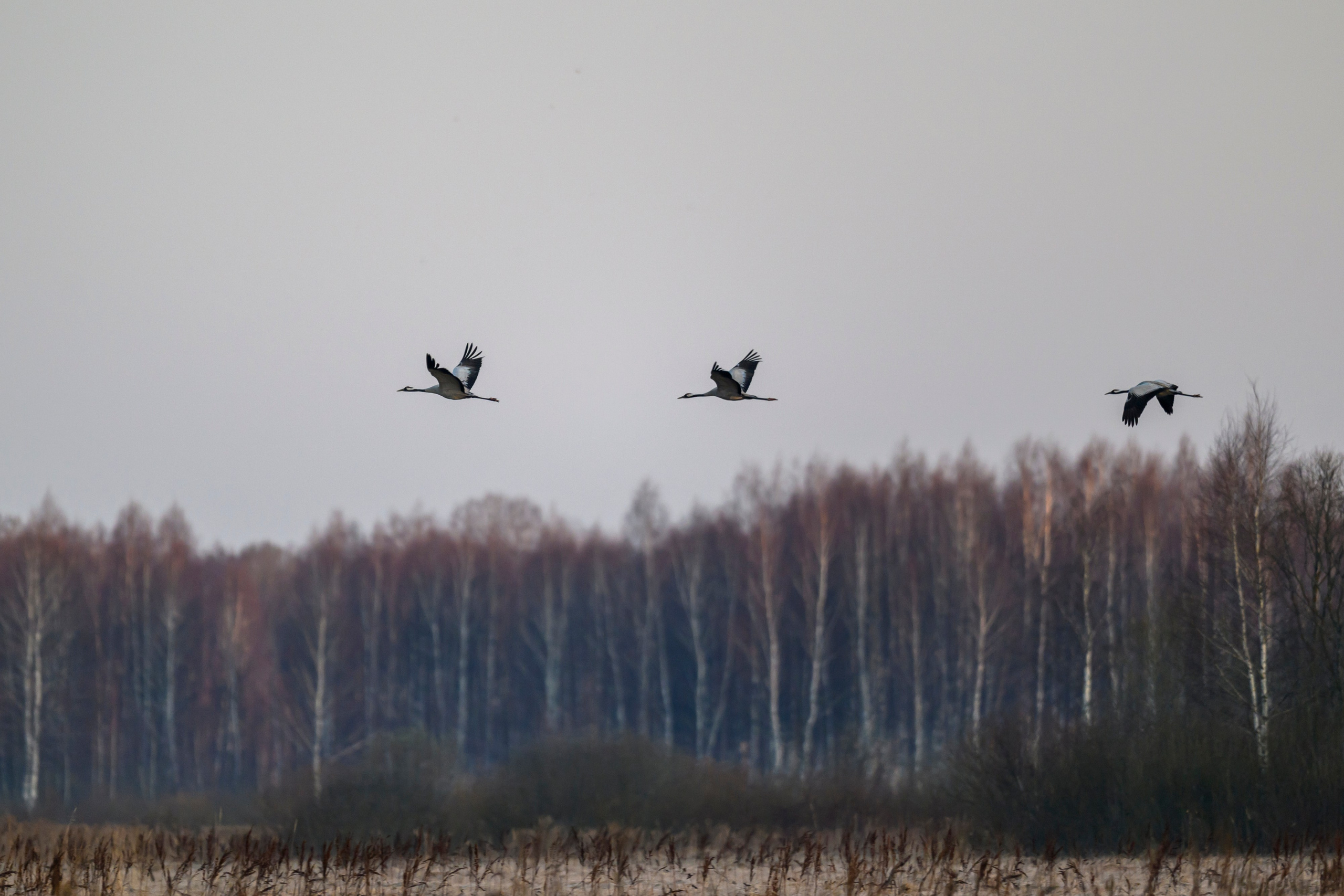 Журавли и ондатра. Wildlife photography by Sergey Puponin