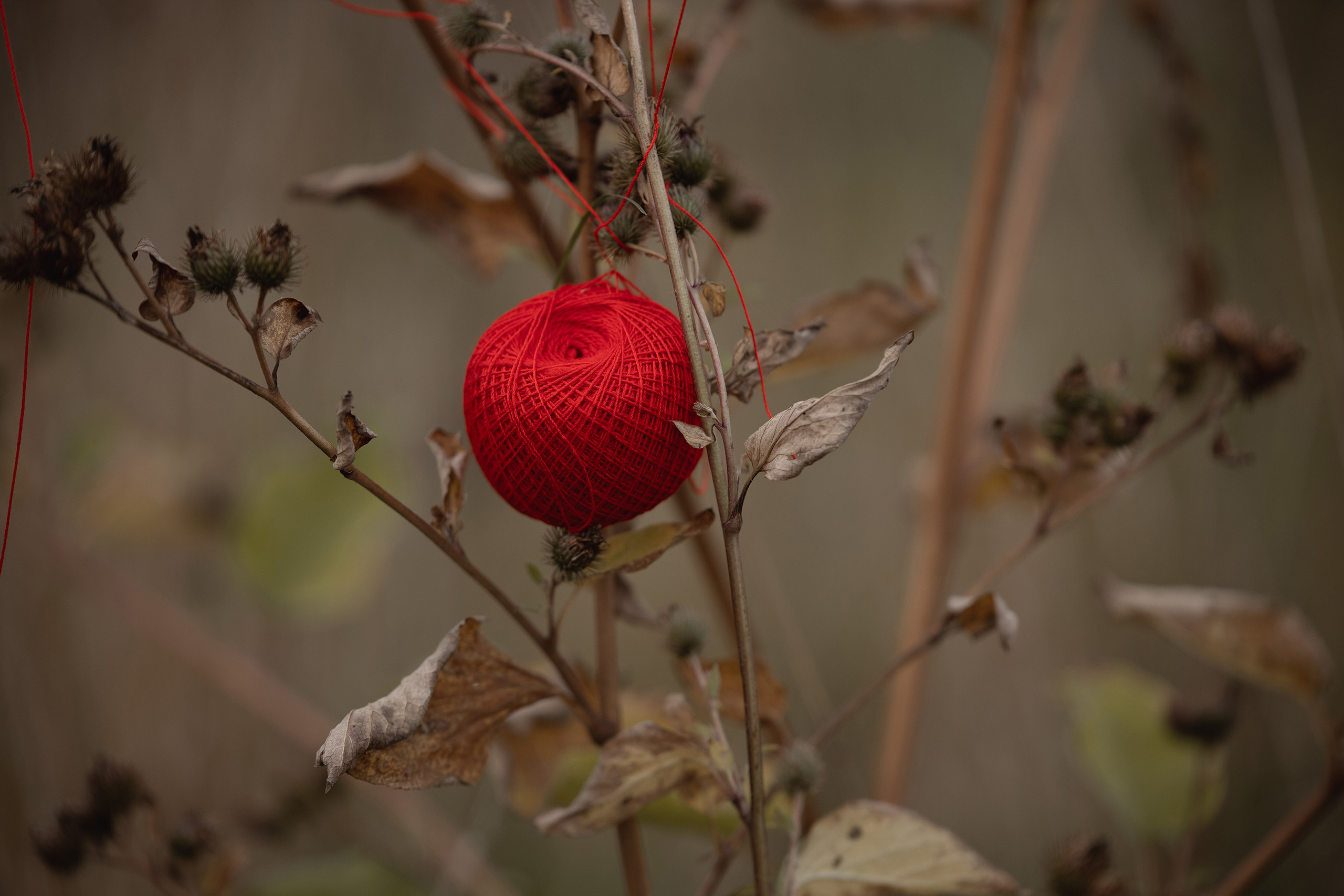 Невидимая красная нить. Арт-фотограф. Coffelisk