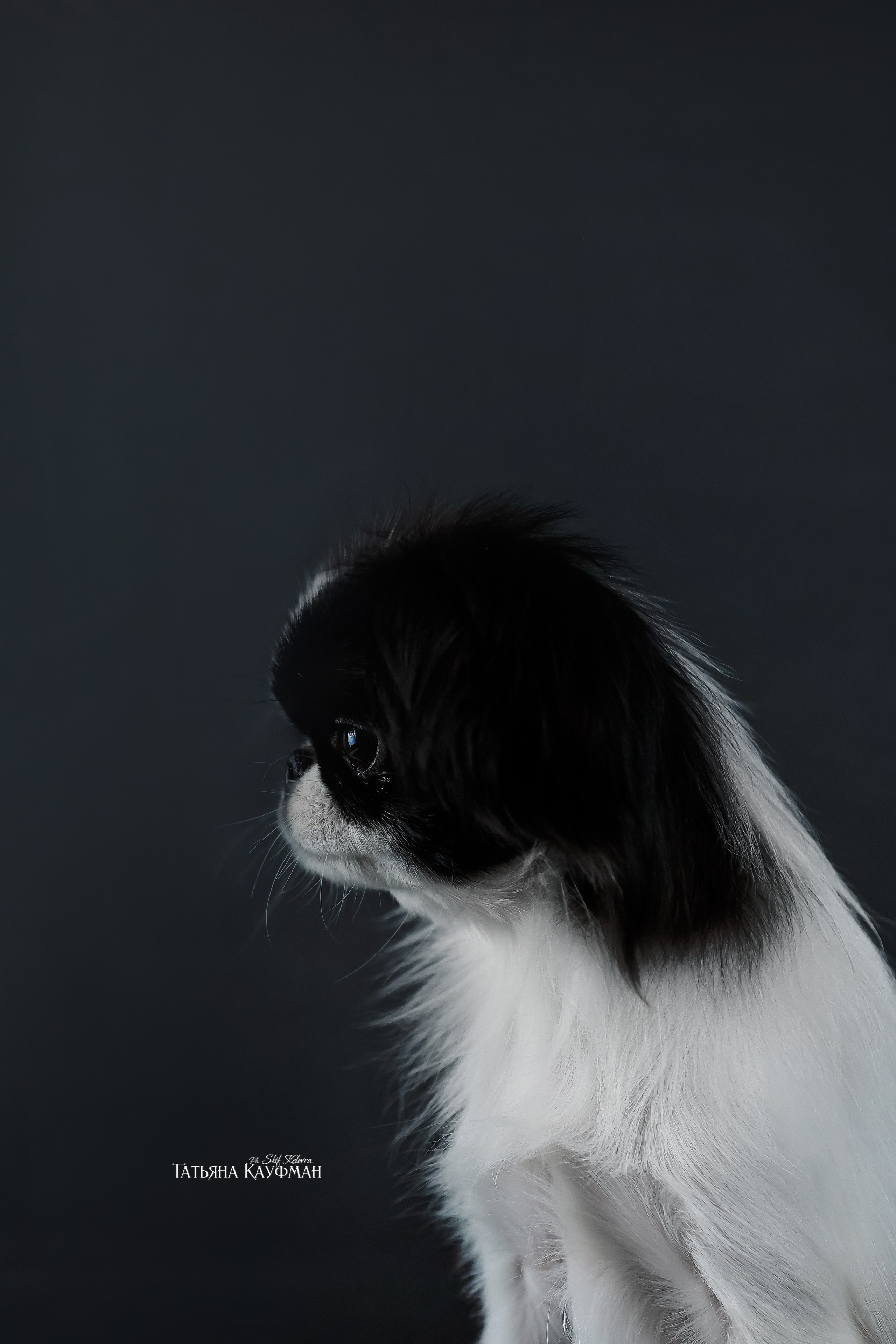 Японский хин, фотография японский хин, красивая собака, фотограф анималист, фотокурс Анималистика, научиться фотографировать собак, фотограф Новосибирск, фотостудия Скифки, студийная фотография