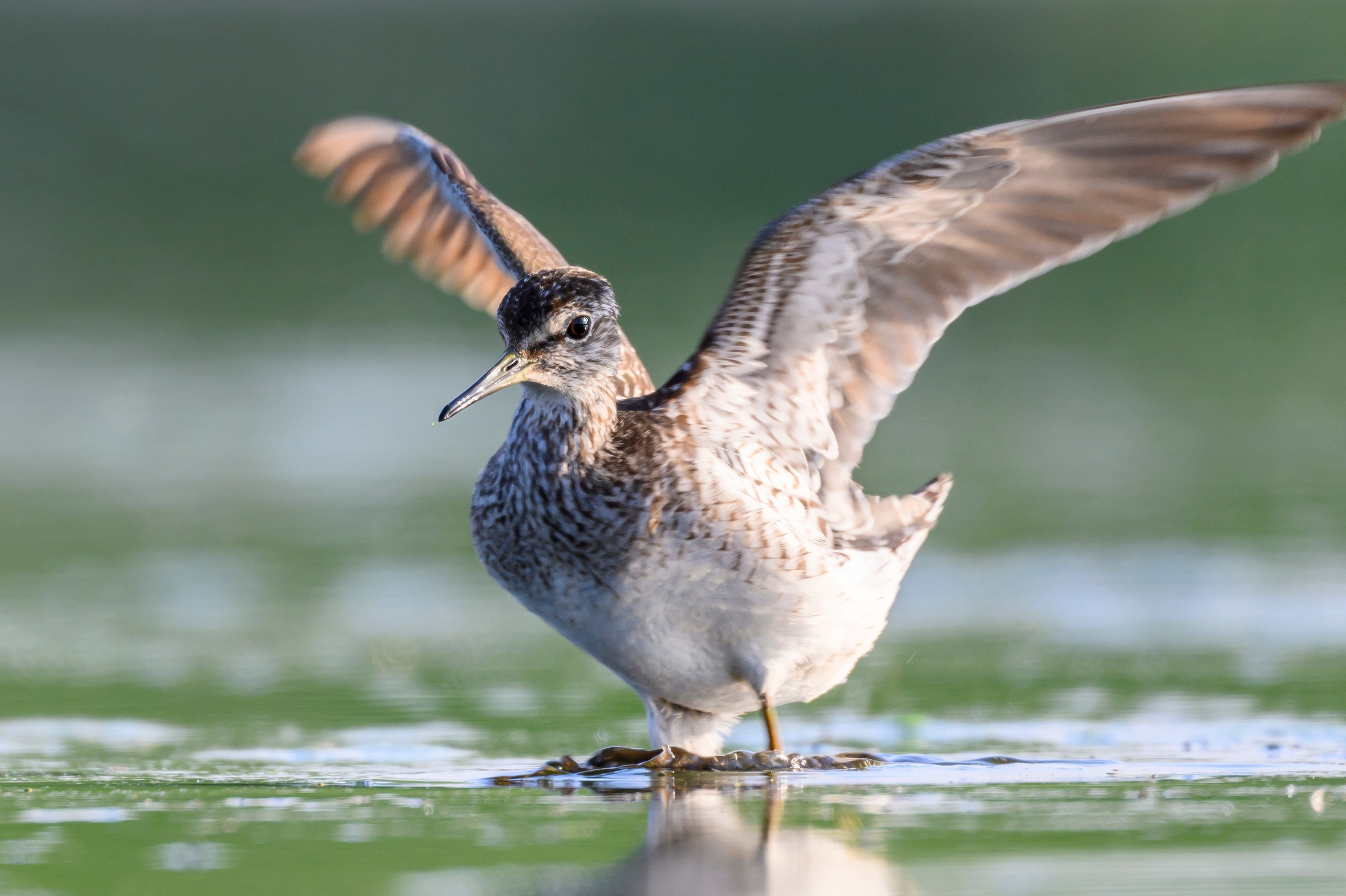 Поручейники и щеголь. Wildlife photography by Sergey Puponin