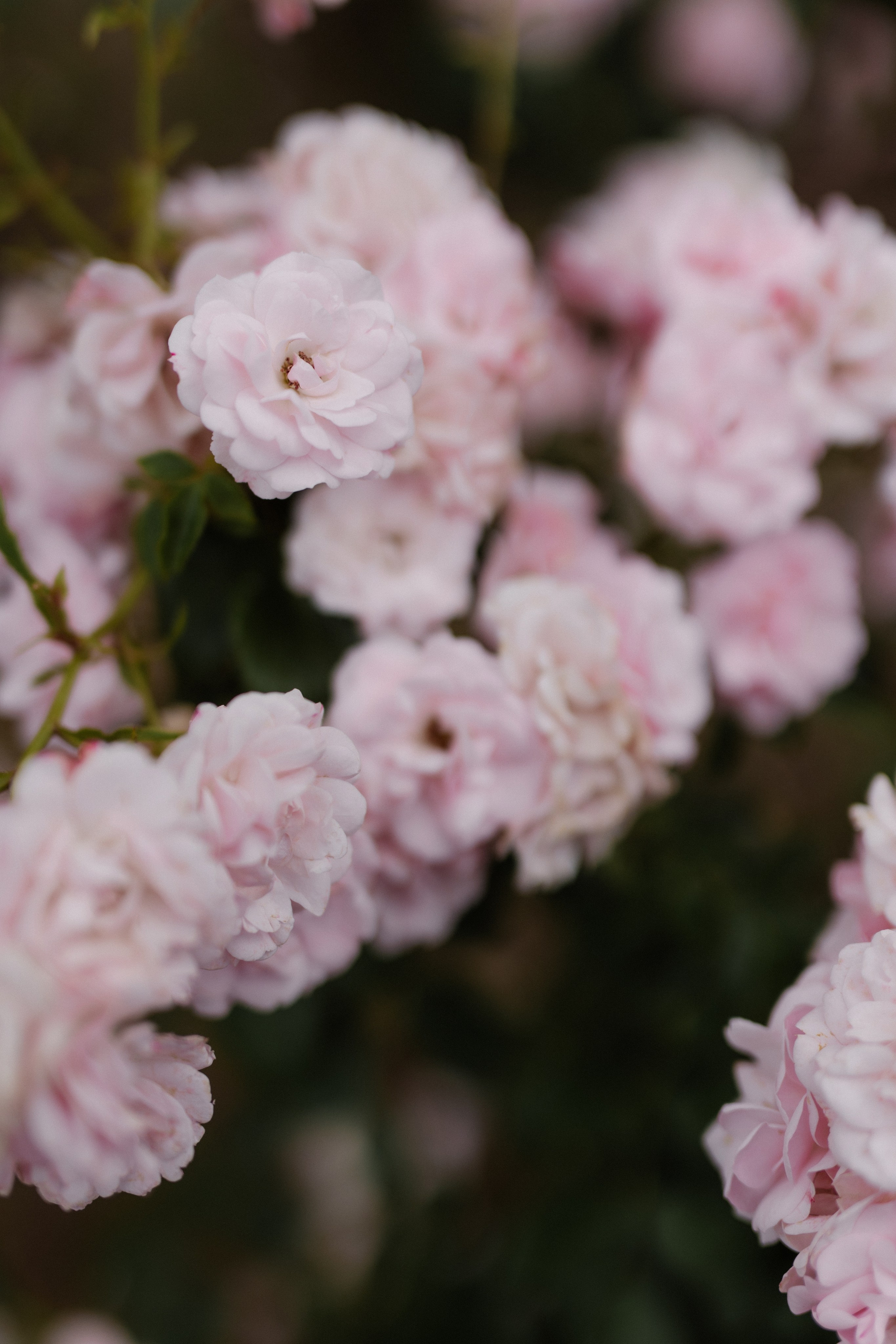 Локации и Идеи. Свадебный и семейный фотограф в Астрахани Сергунова Наталья