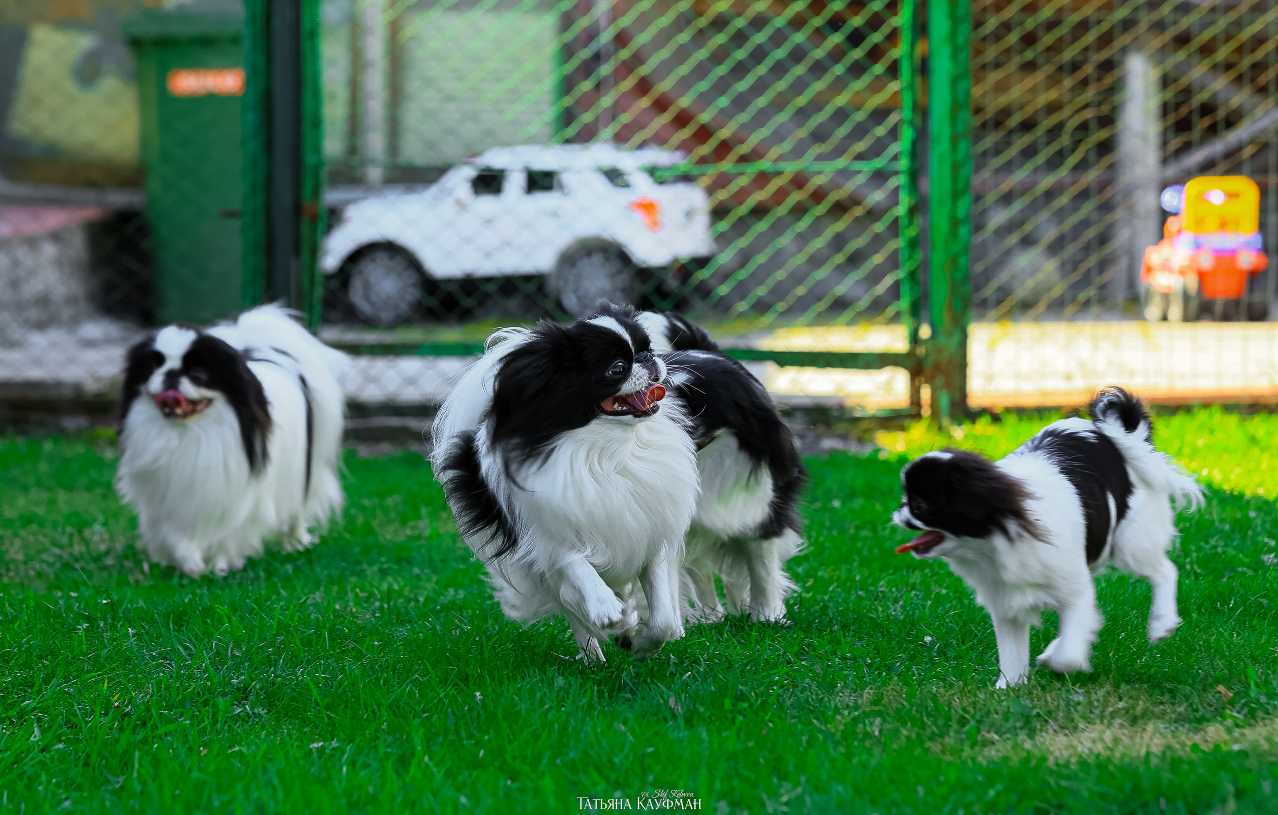 Японский хин, фотография японский хин, собака в цветах, красивая собака, фотограф анималист, фотокурс Анималистика, научиться фотографировать собак, фотограф Новосибирск