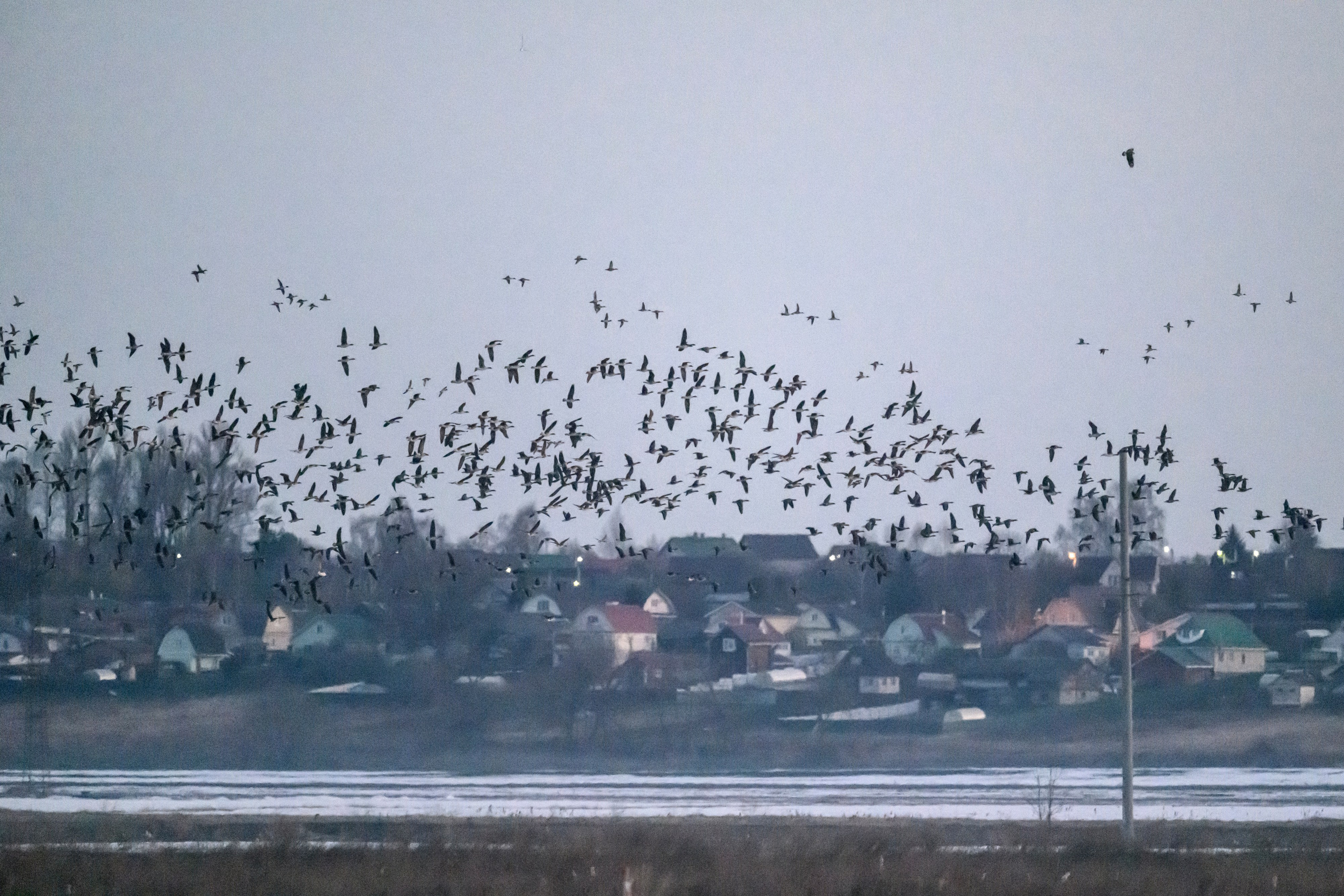 Журавли и ондатра. Wildlife photography by Sergey Puponin