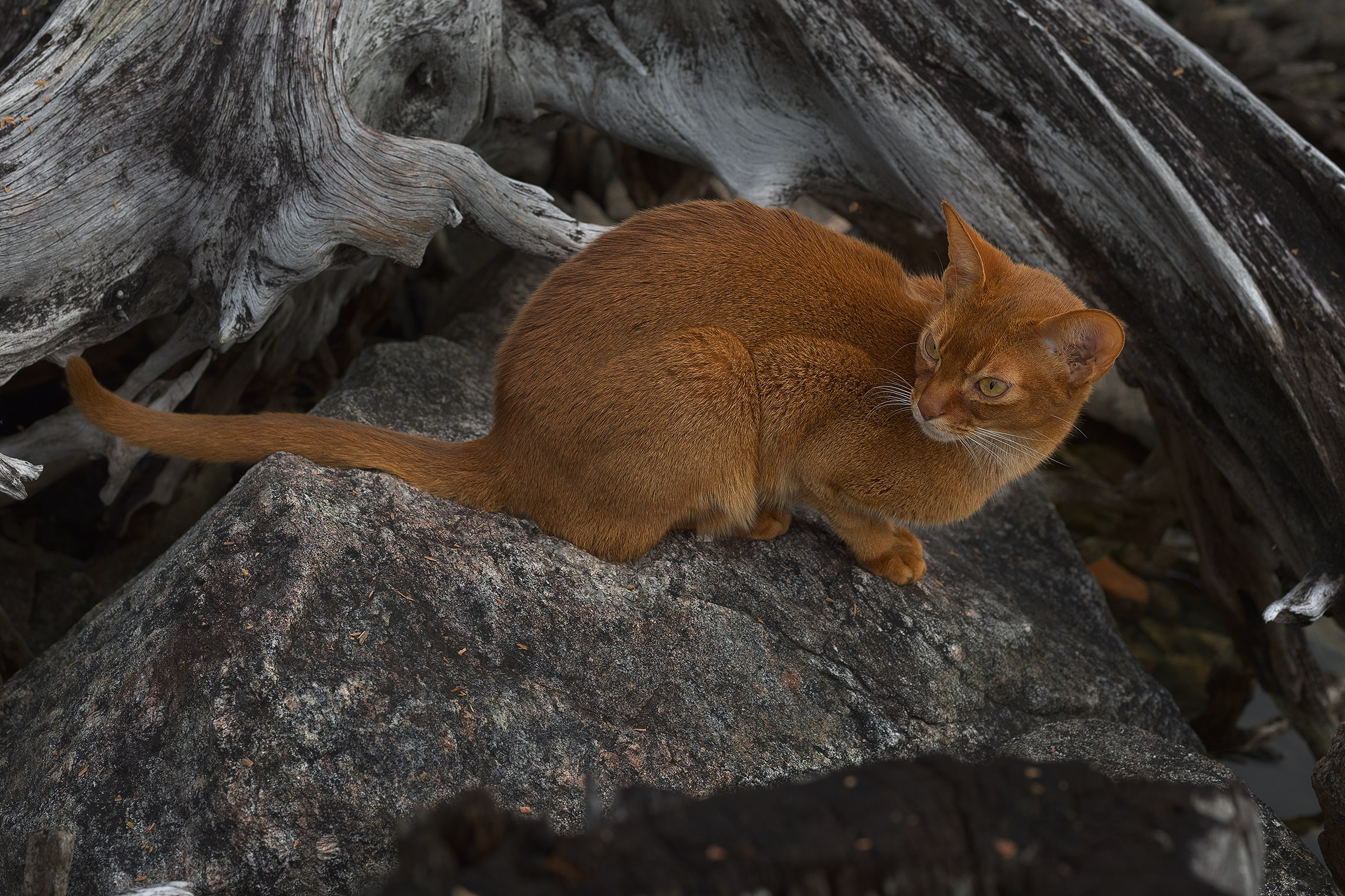 Котики. Сайт фотографа Елены Михайловой. Фотосессии на пленэре в Сестрорецке