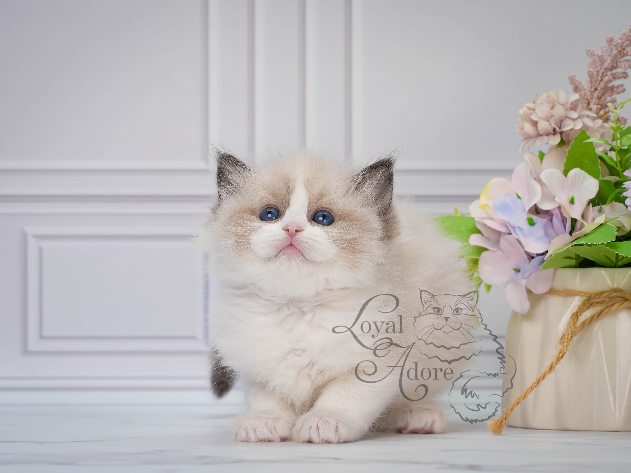 Котята рэгдолл от Loyal Adore. Питомник рэгдолл Loyal Adore
