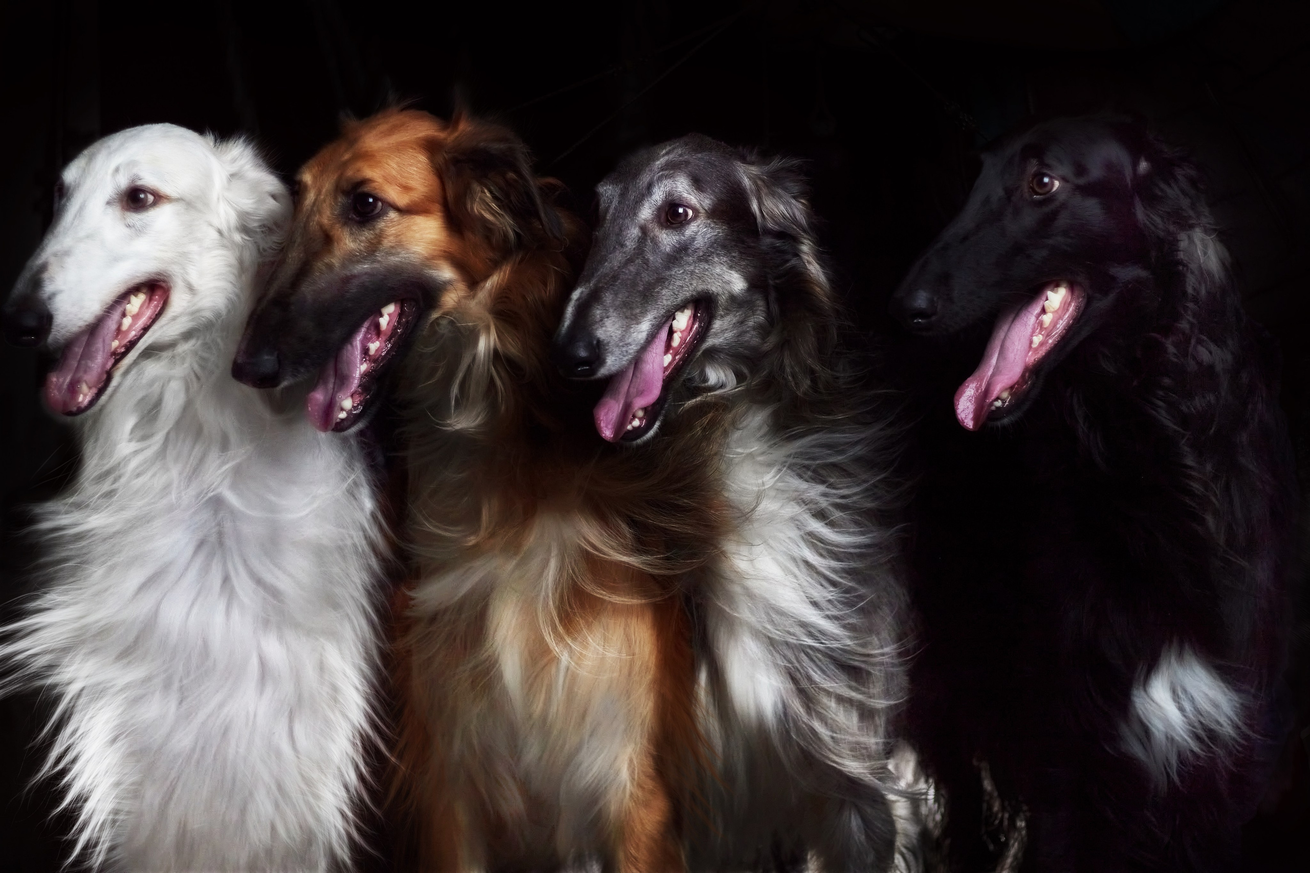 Фотограф анималист — Тула, Москва