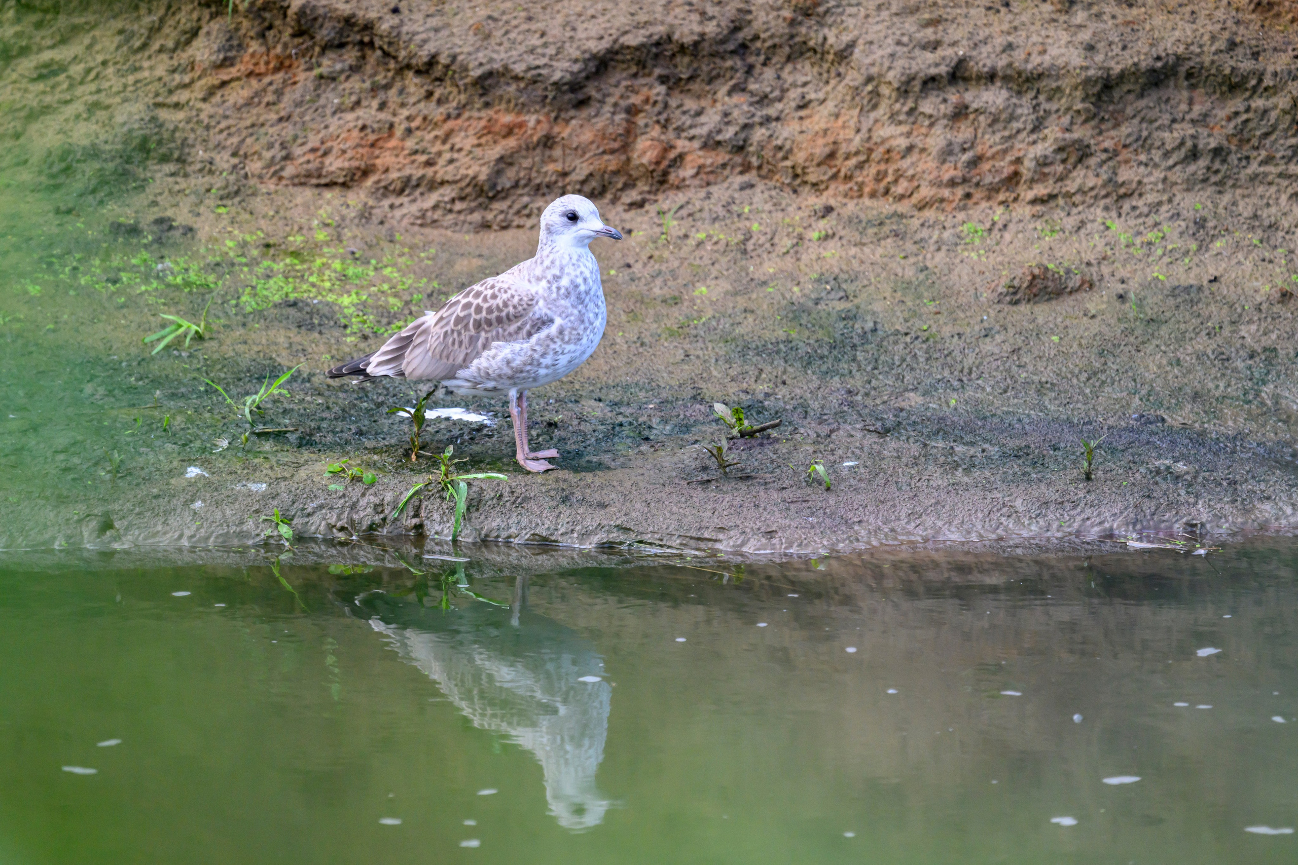 Фифи и бекасы | Woodcocks and snipes. Фотограф Сергей Пупонин