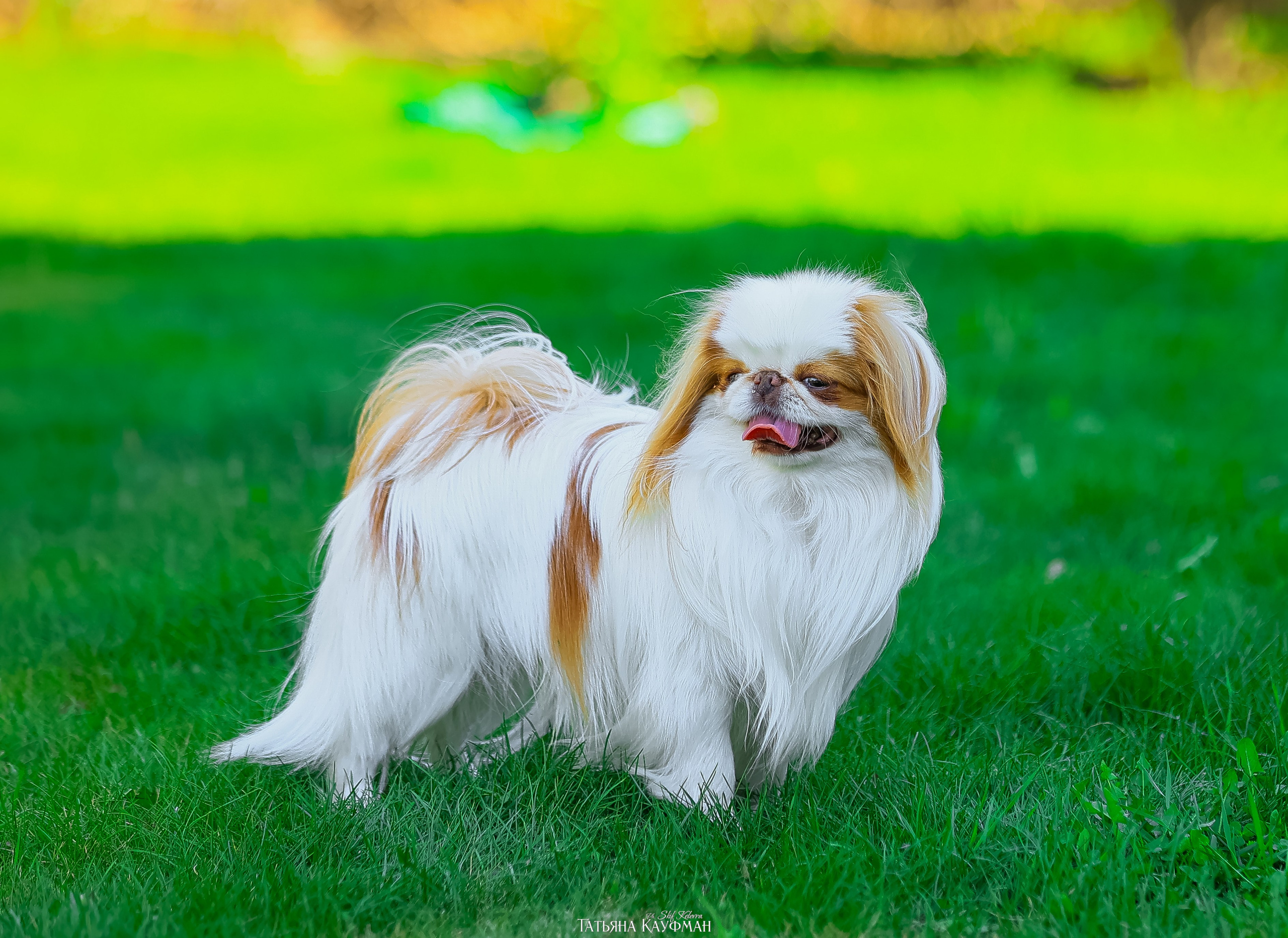Японский хин, фотография японский хин, собака в цветах, красивая собака, фотограф анималист, фотокурс Анималистика, научиться фотографировать собак, фотограф Новосибирск
