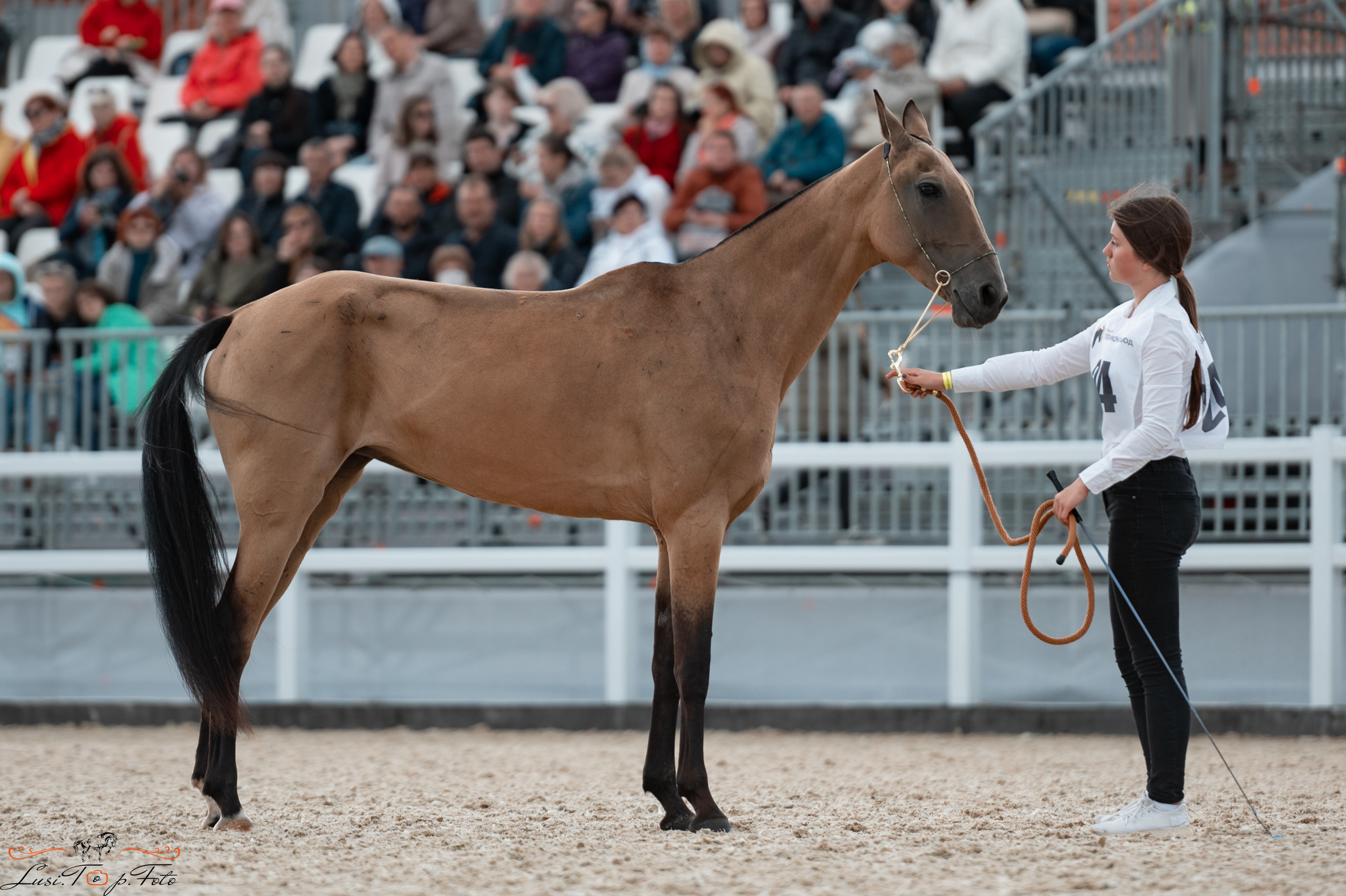 Всероссийская выставка-шоу ахалтекинских лошадей. Конный и фотограф с животными в Твери Топталова Люся