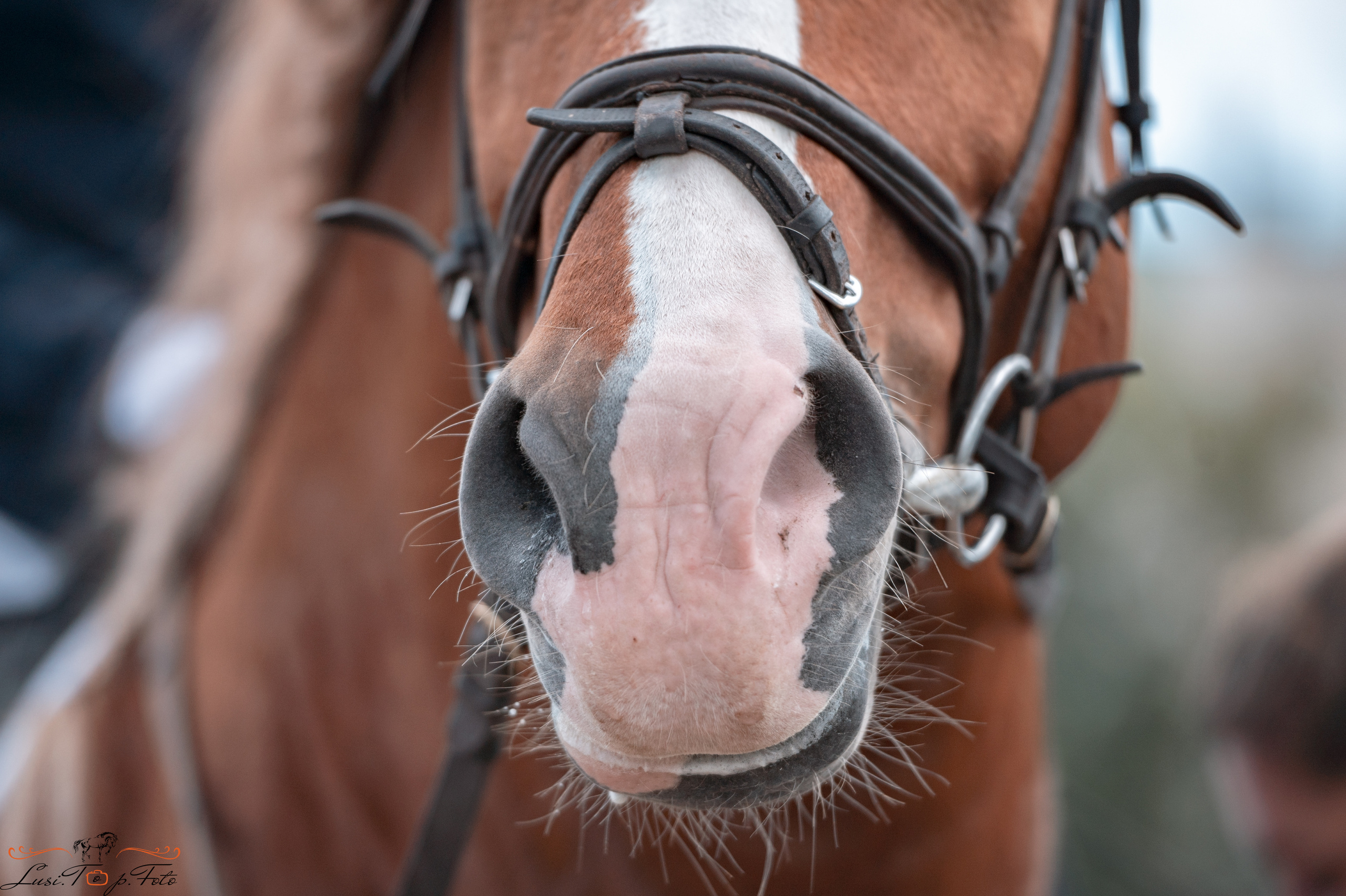 Выездка. Чемпионат и Первенство Тверской области. Конный и фотограф с животными в Твери Топталова Люся