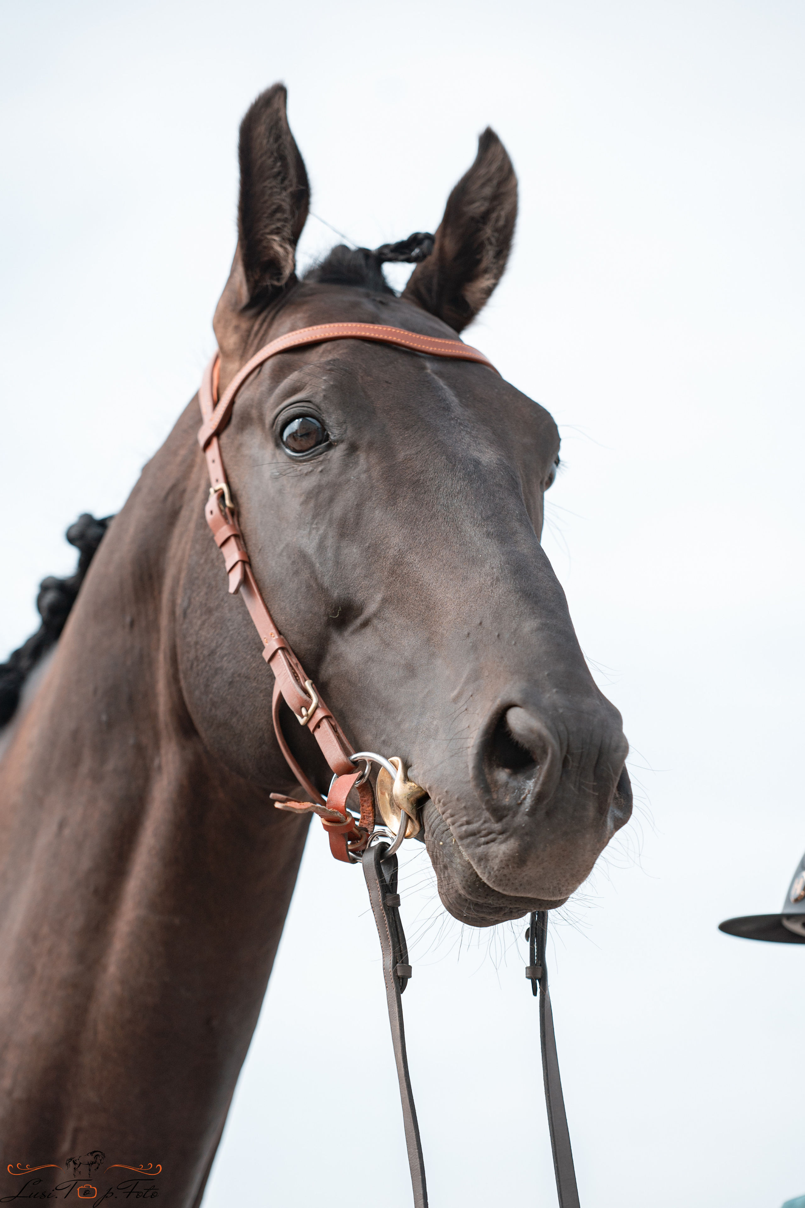 «Областные соревнования на призы Конного Клуба EQUIPARK» 28 августа — КОНКУР. Конный и фотограф с животными в Твери Топталова Люся