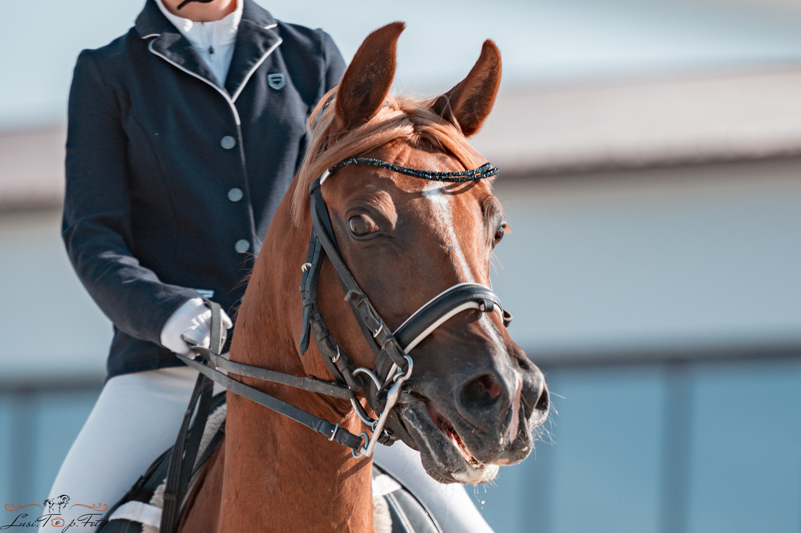 «Областные соревнования на призы Конного Клуба EQUIPARK» ВЫЕЗДКА. Конный и фотограф с животными в Твери Топталова Люся