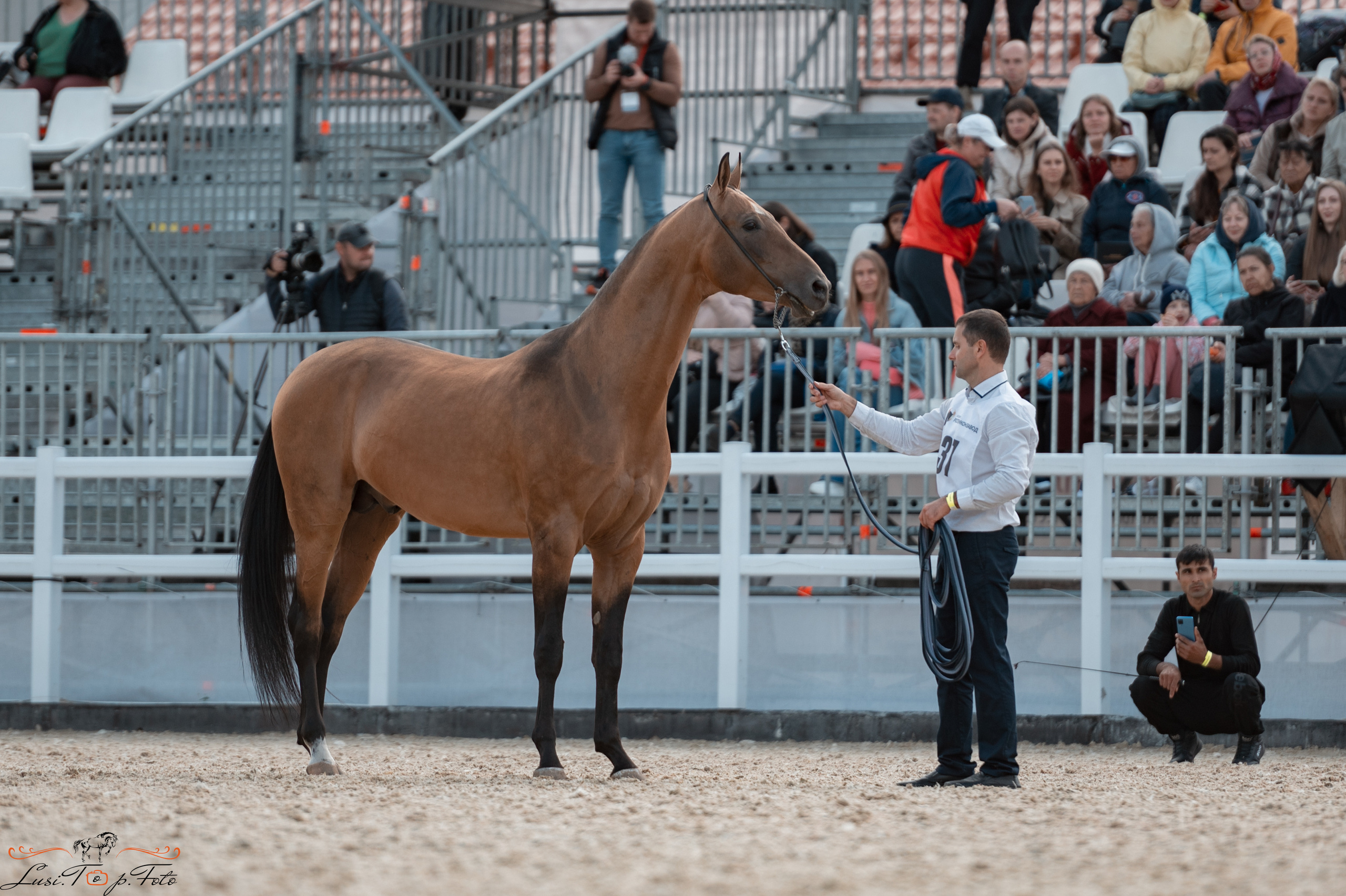 Всероссийская выставка-шоу ахалтекинских лошадей. Конный и фотограф с животными в Твери Топталова Люся