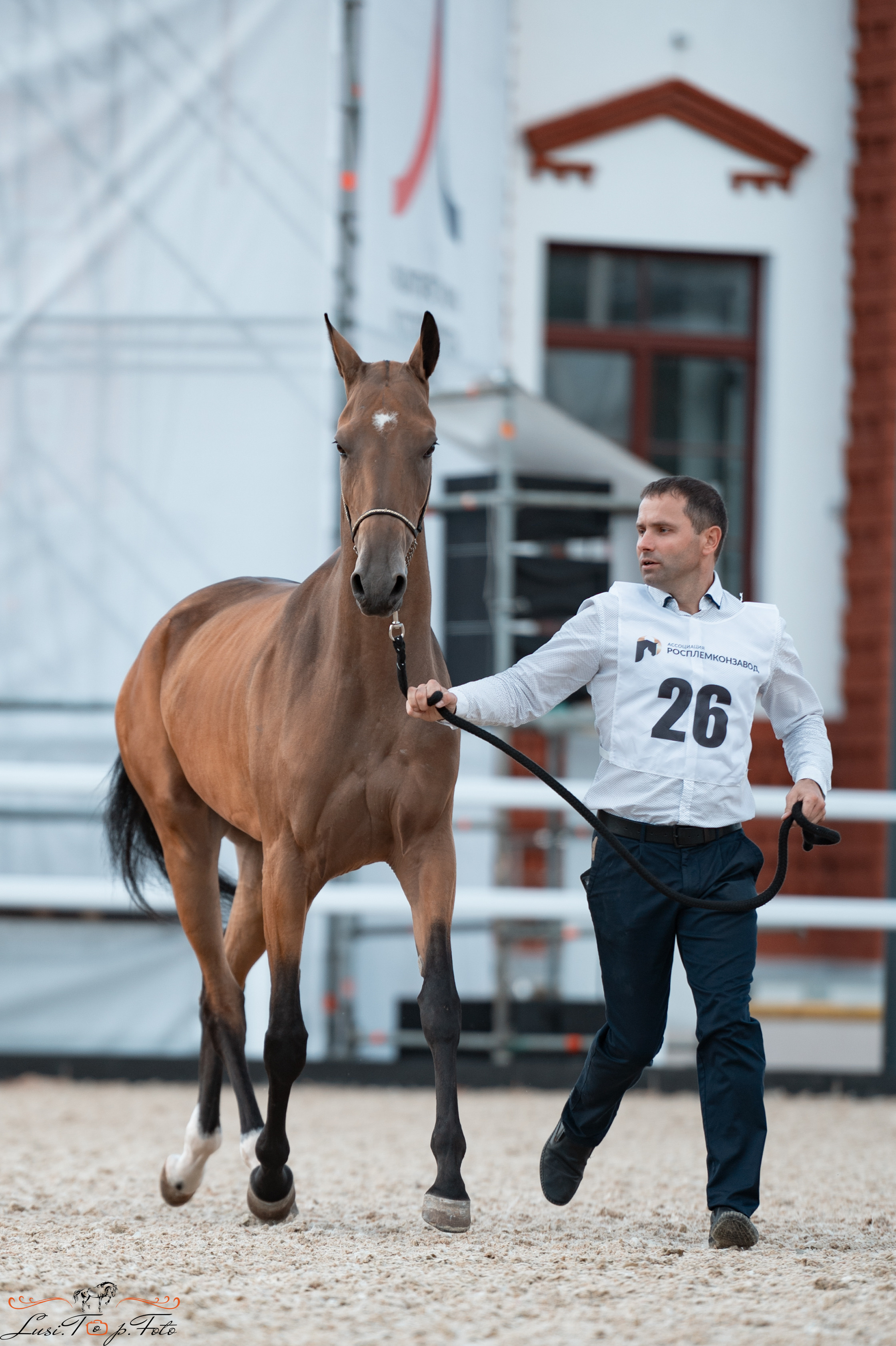 Всероссийская выставка-шоу ахалтекинских лошадей. Конный и фотограф с животными в Твери Топталова Люся