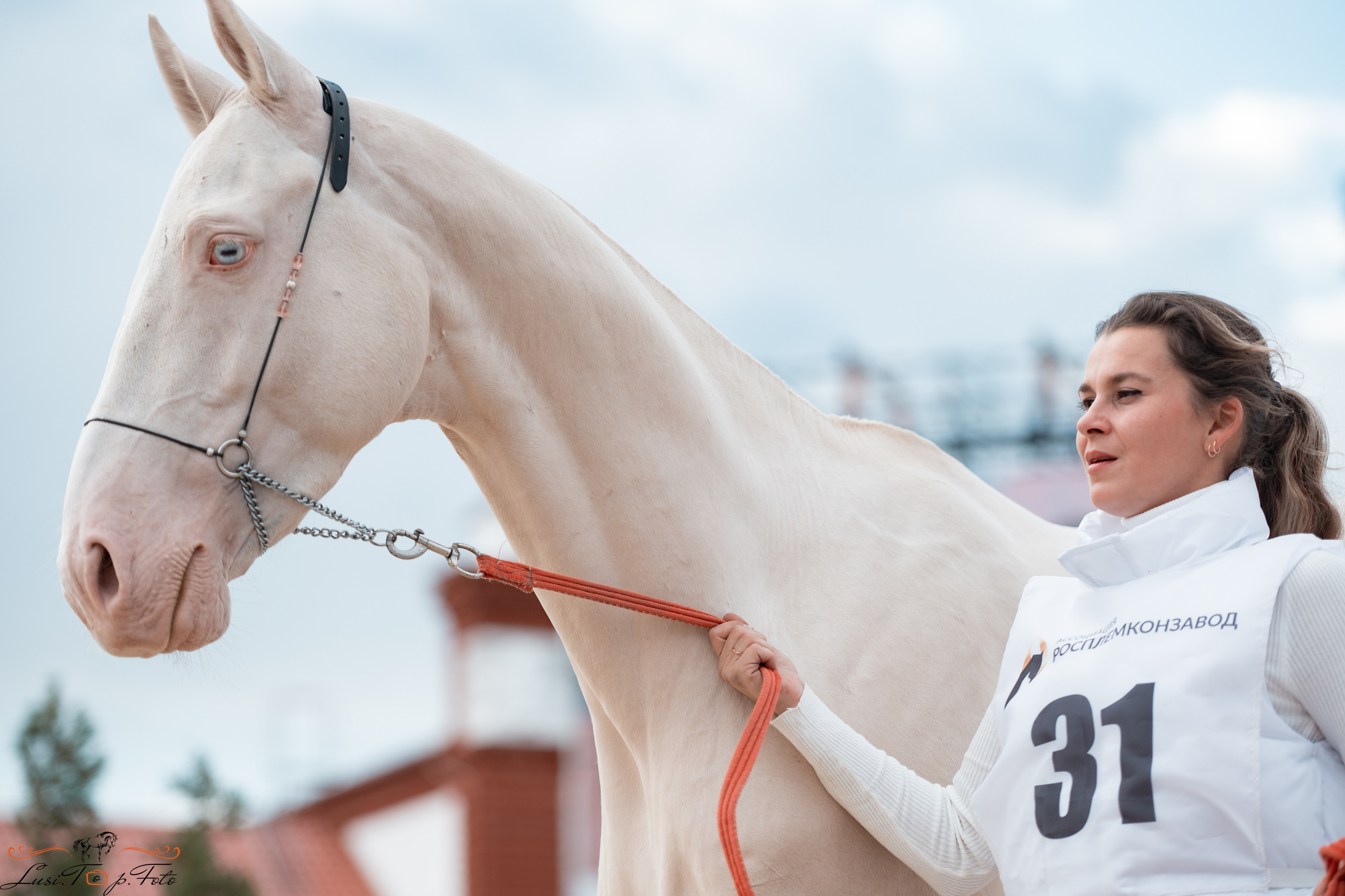 Всероссийская выставка-шоу ахалтекинских лошадей. Конный и фотограф с животными в Твери Топталова Люся