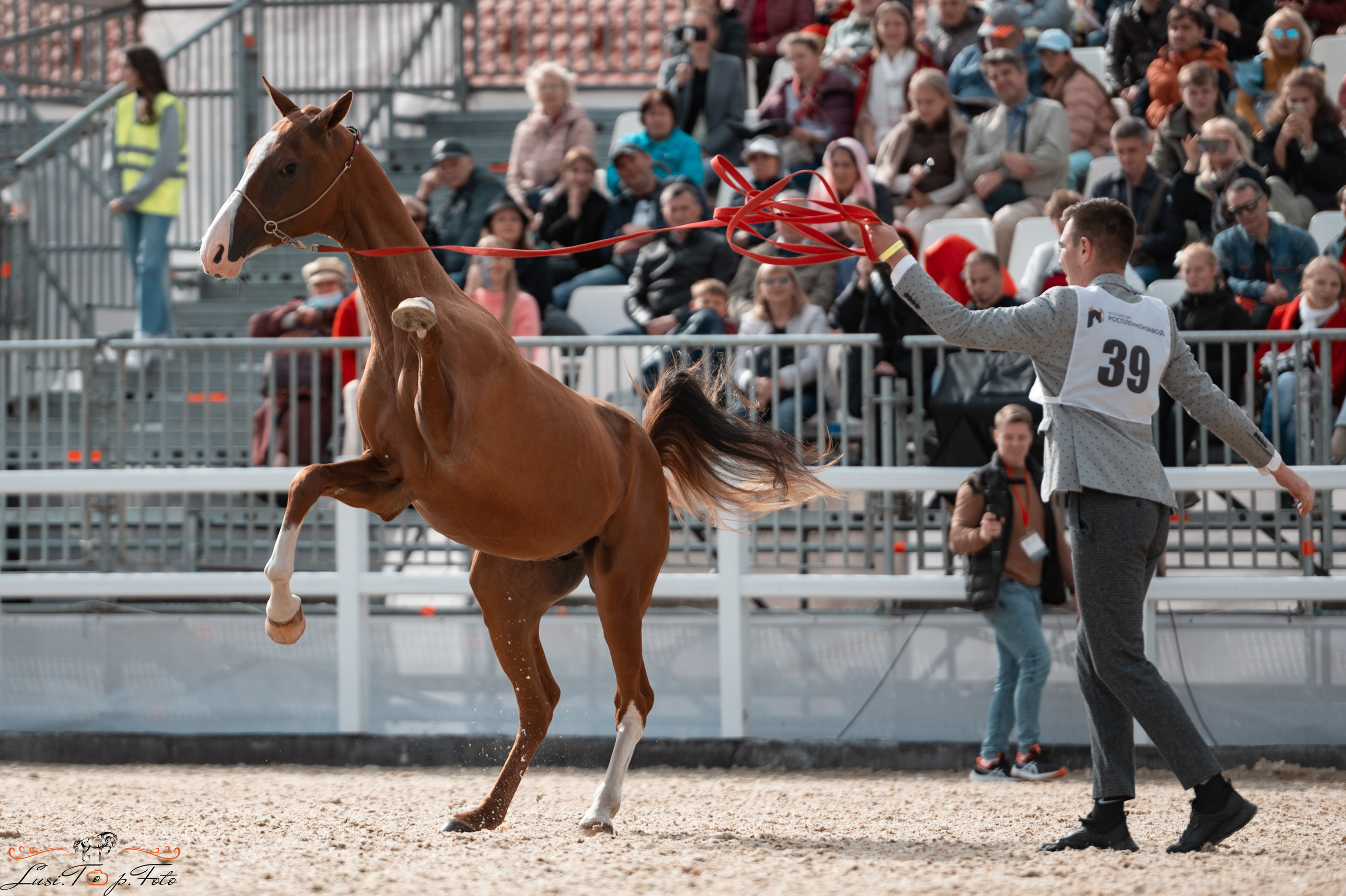 Всероссийская выставка-шоу ахалтекинских лошадей. Конный и фотограф с животными в Твери Топталова Люся