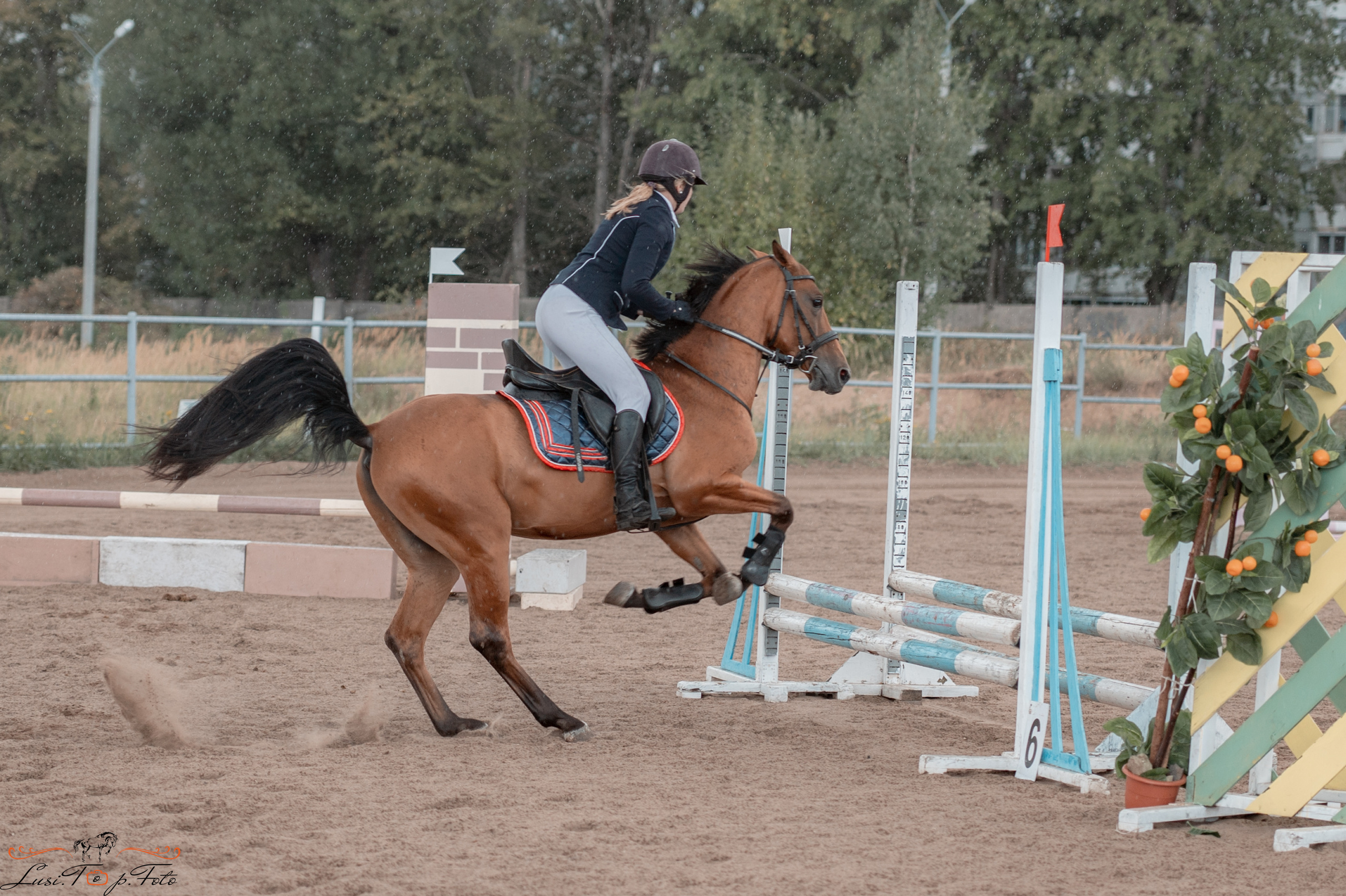 Конкур. Чемпионат и Первенство Тверской области. Конный и фотограф с животными в Твери Топталова Люся