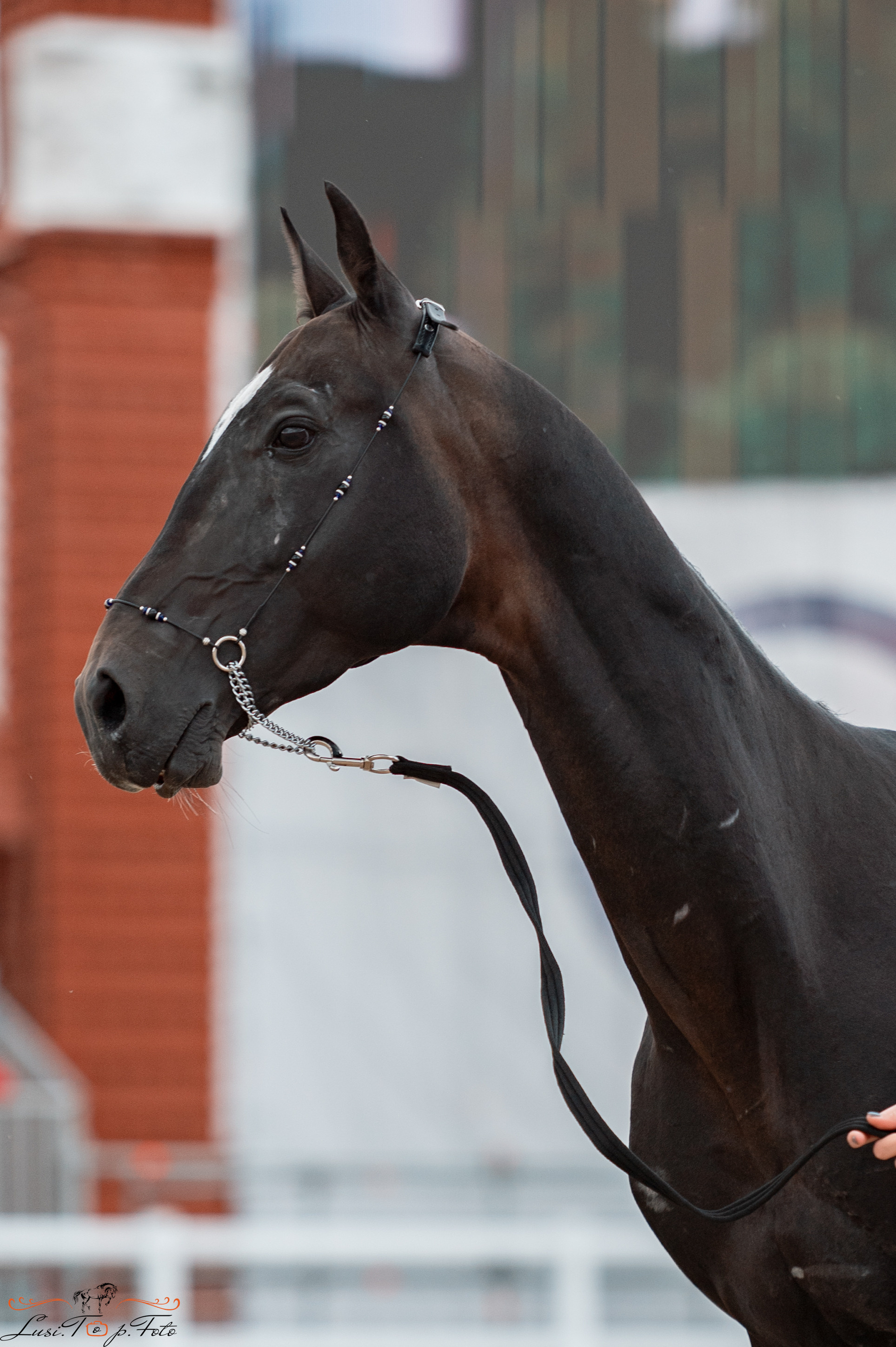 Всероссийская выставка-шоу ахалтекинских лошадей. Конный и фотограф с животными в Твери Топталова Люся